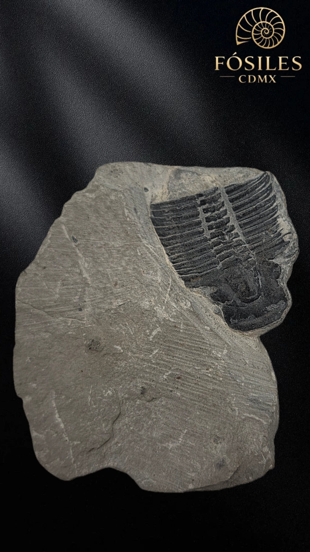 Trilobite elrathia kingii