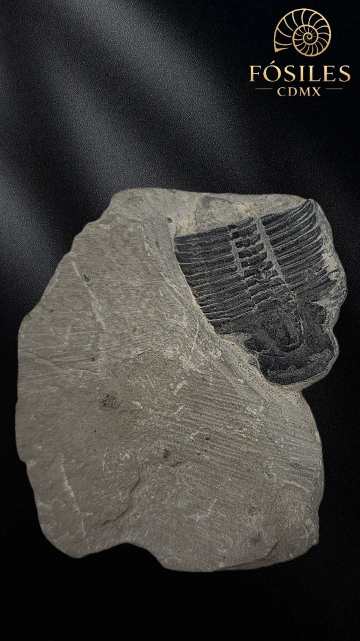 Trilobite elrathia kingii