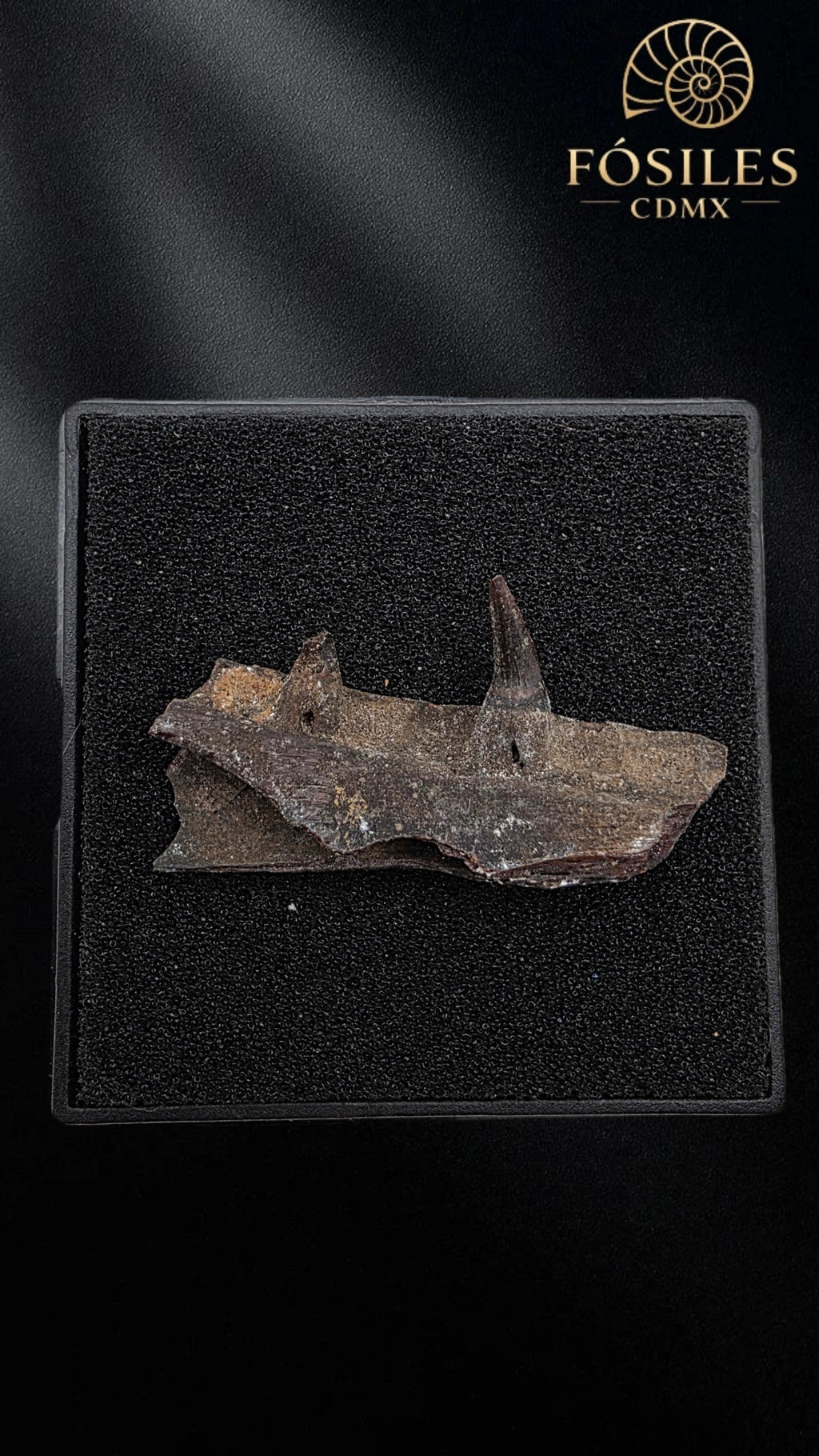 Mandibula de Pez dientes de sable (Enchodus)