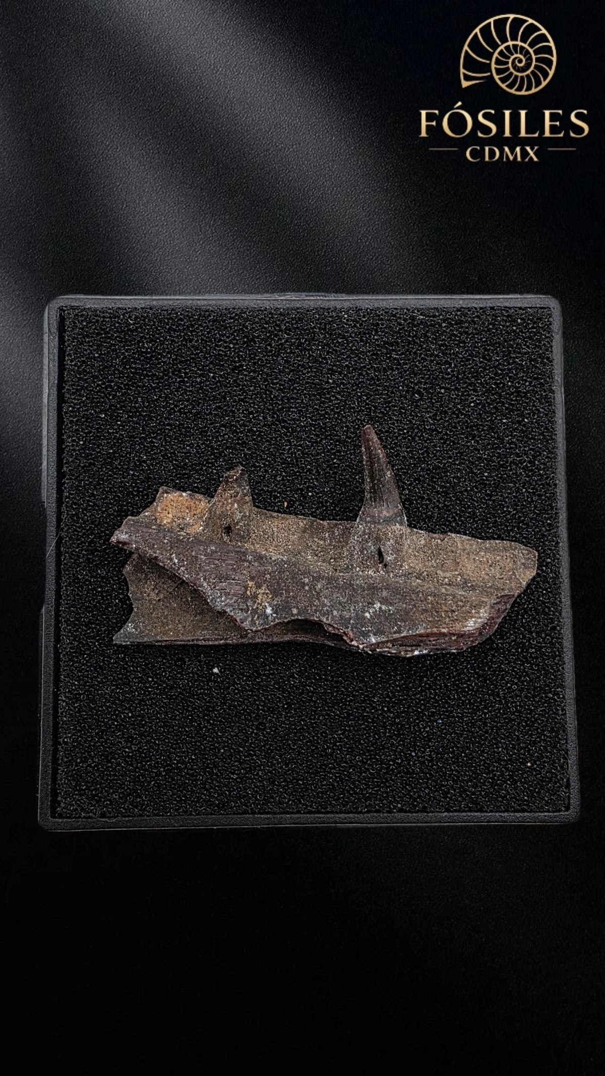 Mandibula de Pez dientes de sable (Enchodus)