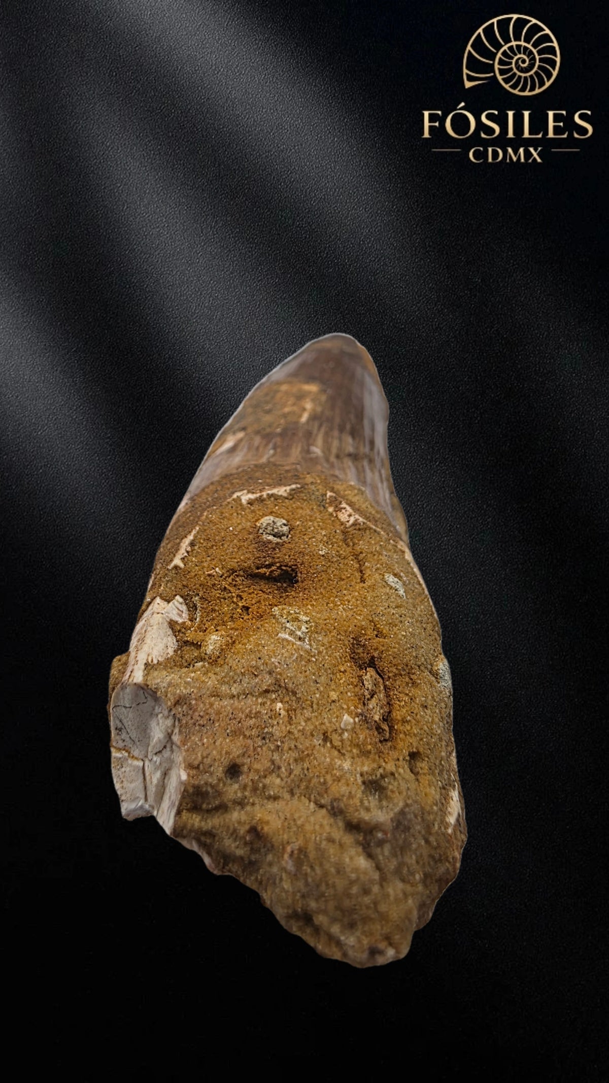 Diente grande de spinosaurus