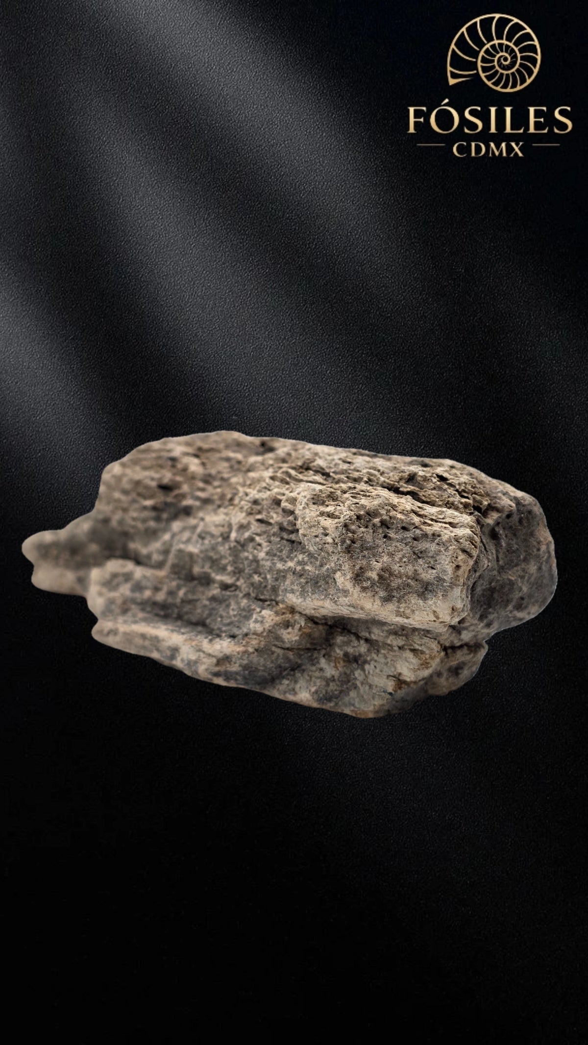 Fragmento de hueso de mamut #11