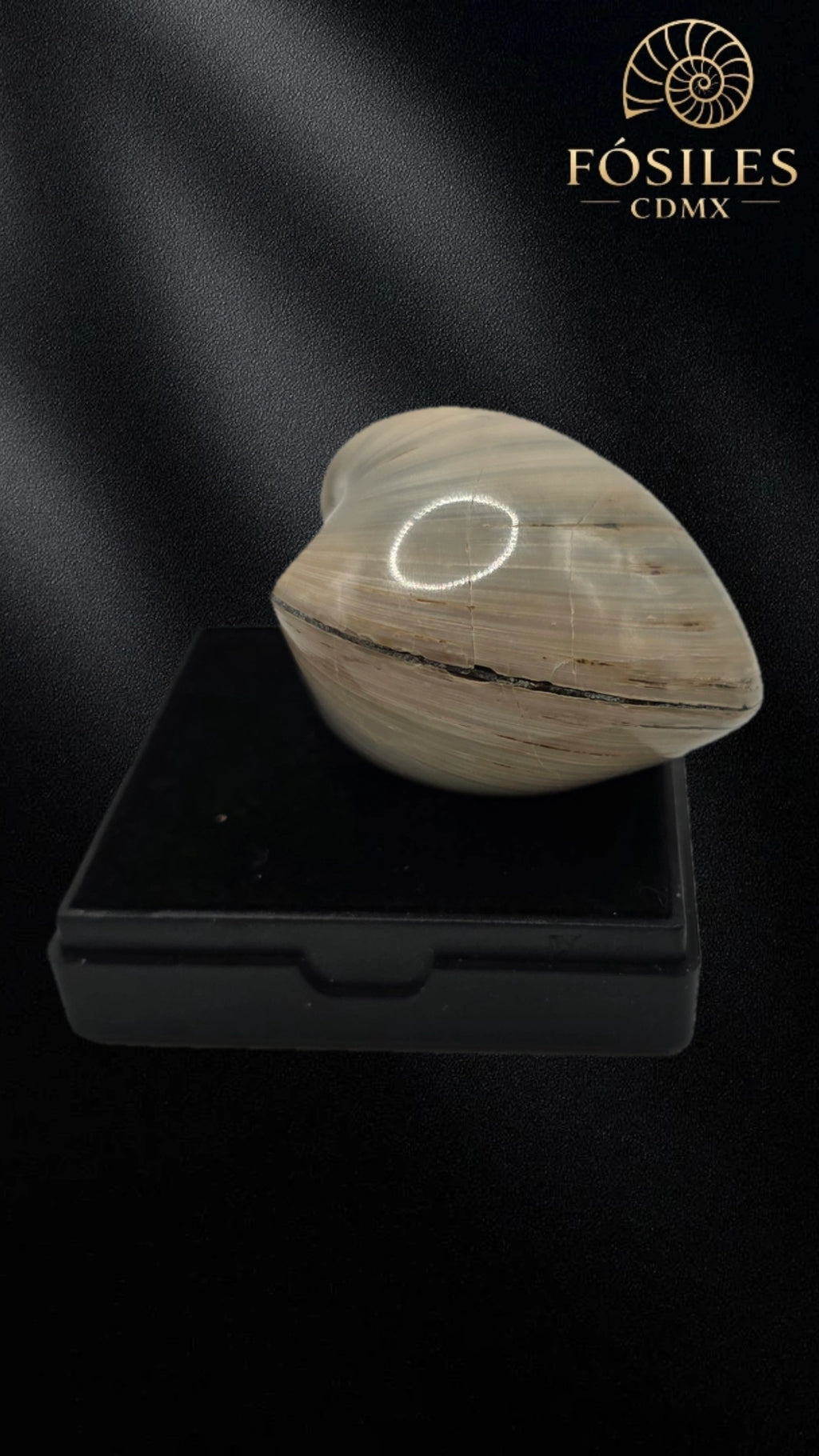 Almeja fosil de madagascar #7