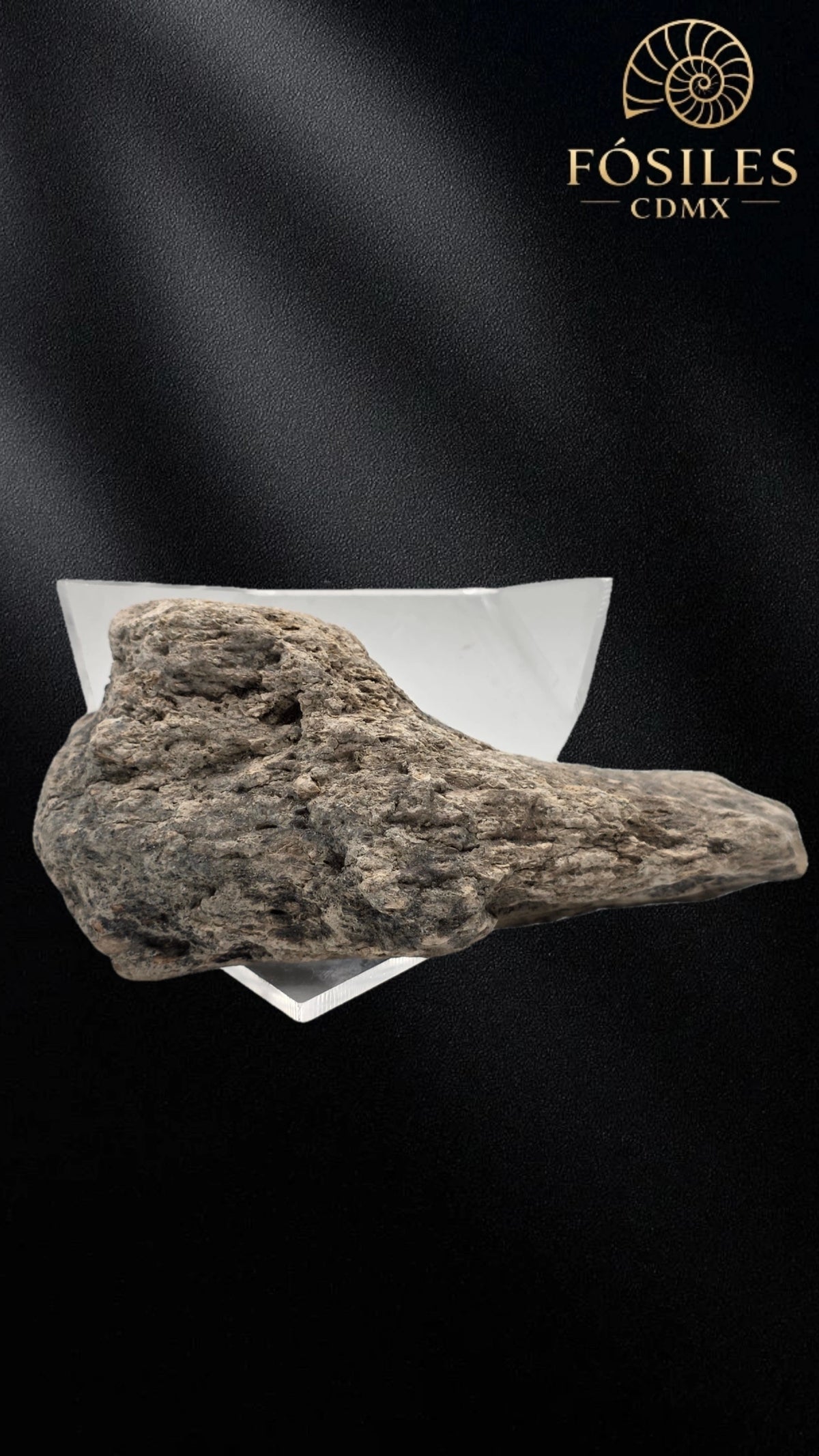 Fragmento de hueso de mamut #8