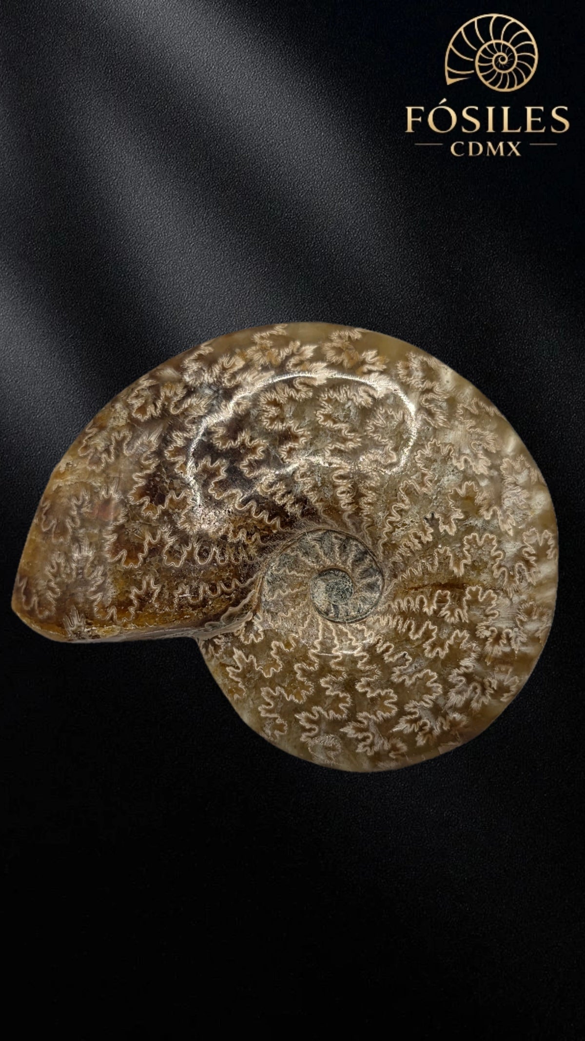 Amonite cleoniceras -8cm #2