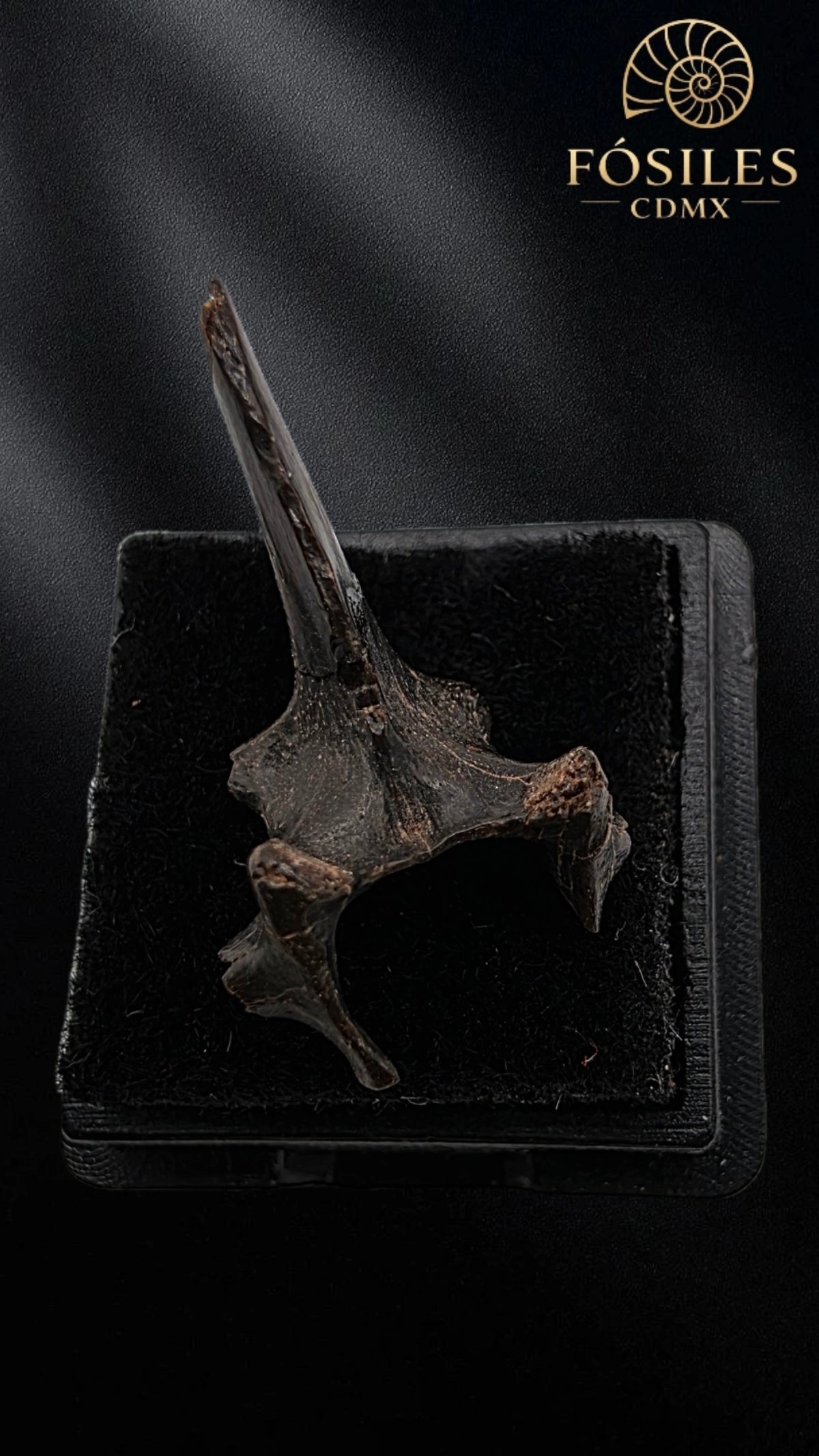 Vertebra de serpiente
