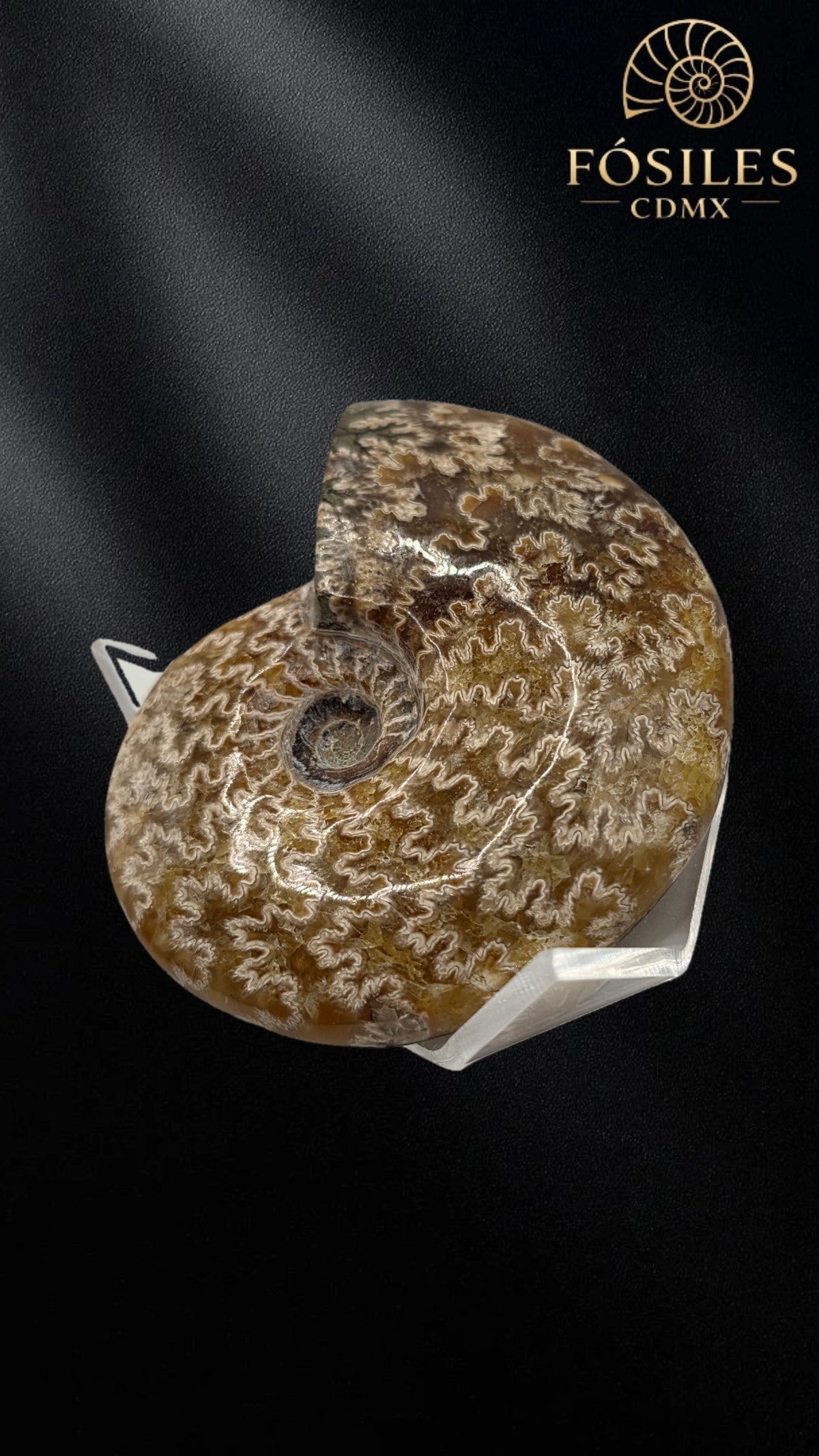 Amonite cleoniceras -8cm
