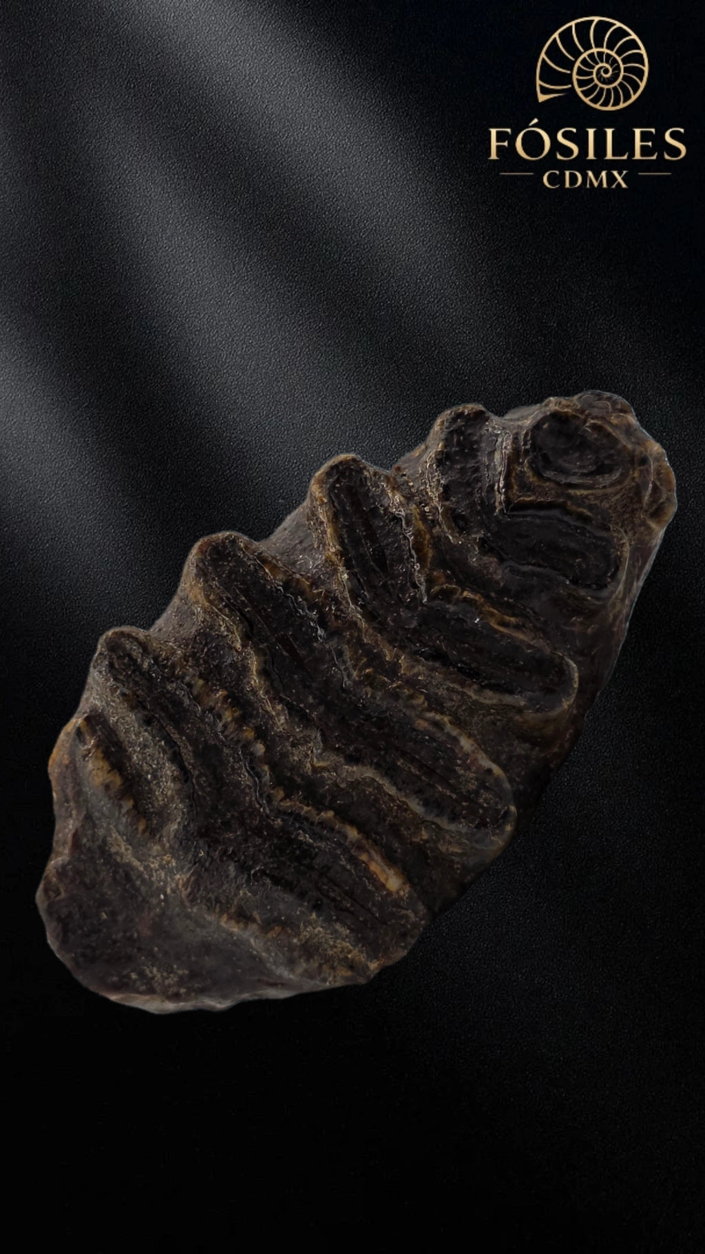 Molar de stegodon florensis