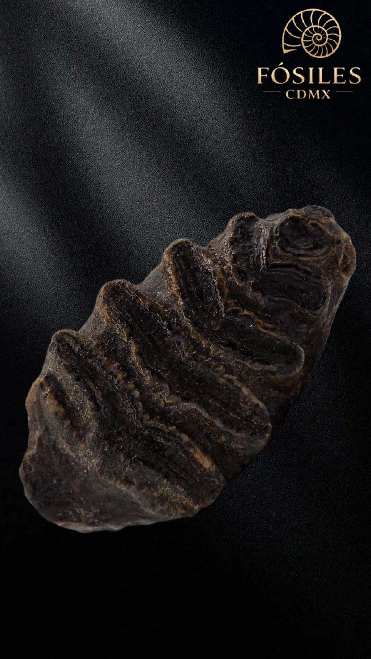 Molar de stegodon florensis