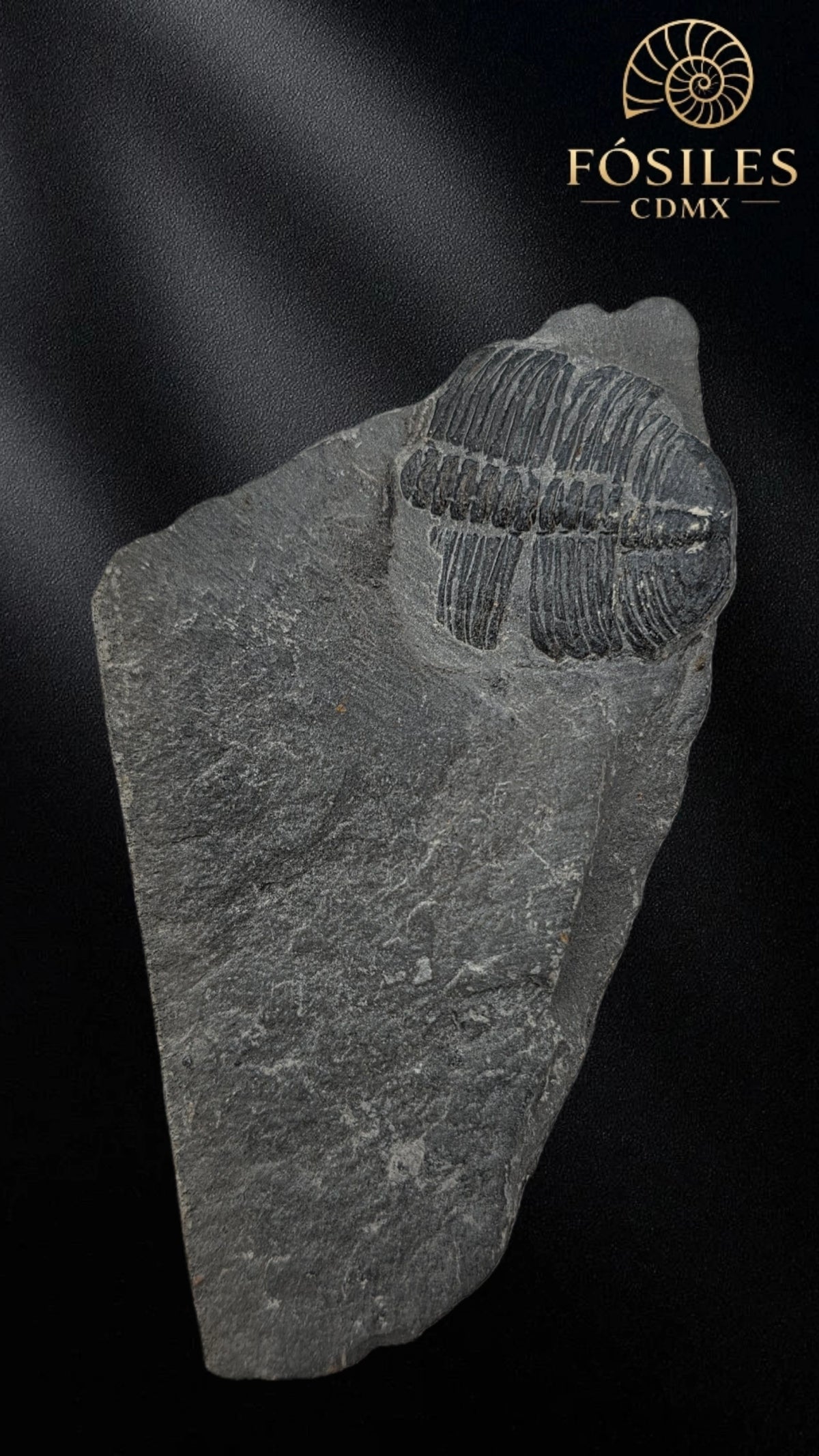 Trilobite elrathia kingii #9