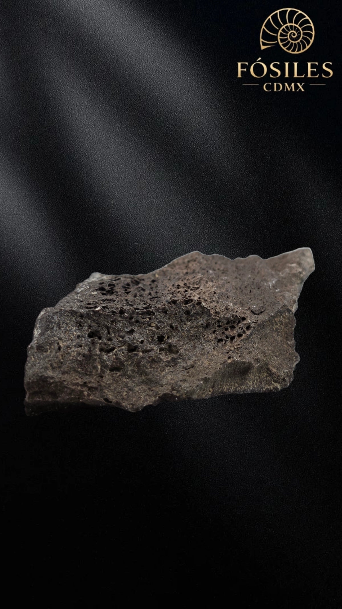Fragmento de hueso de mamut #6