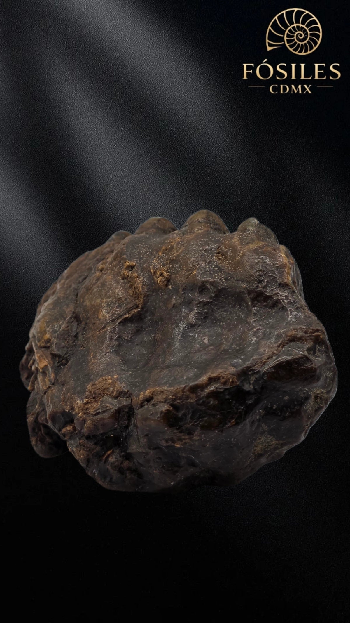 Molar de stegodon florensis
