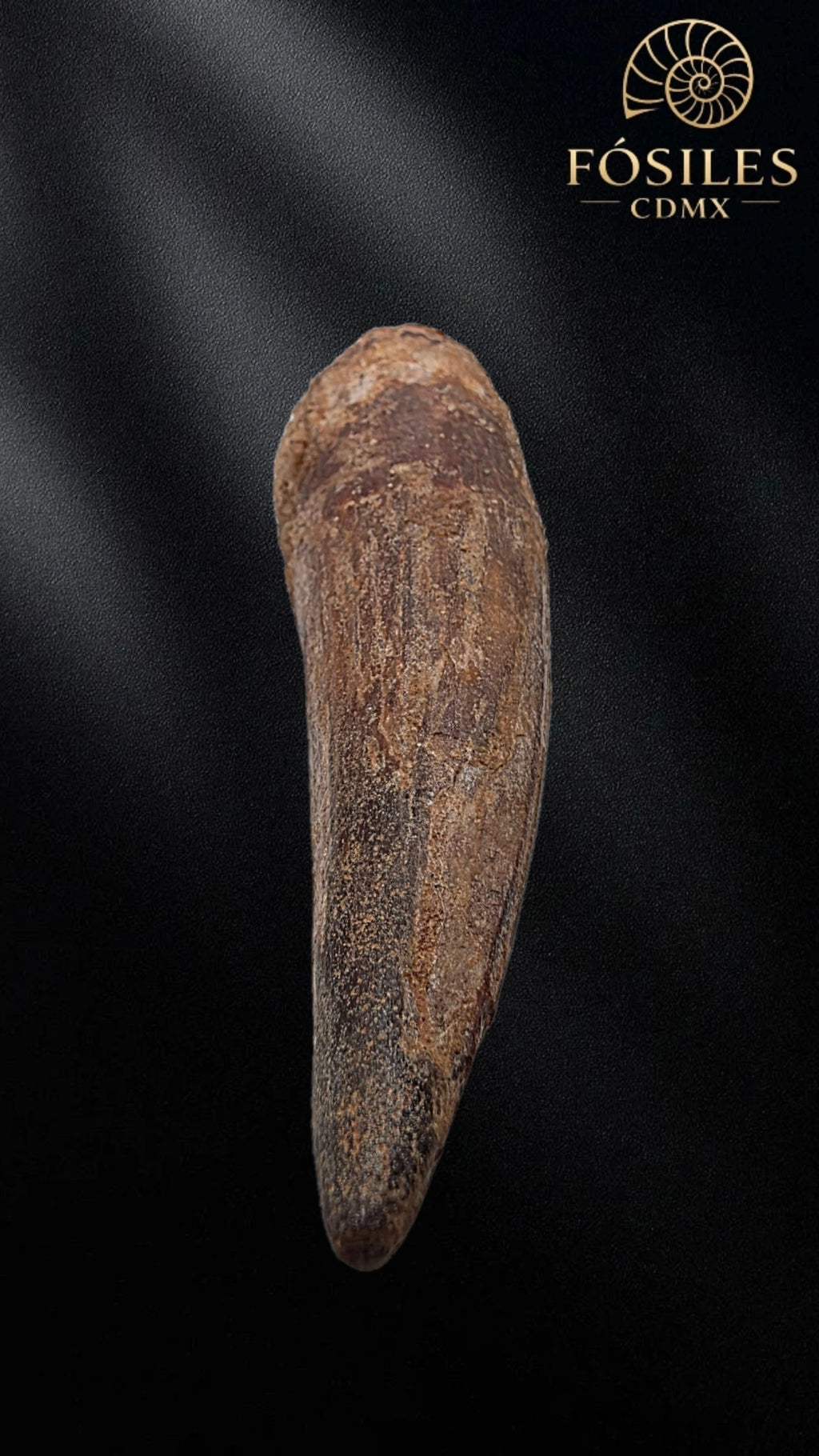 Diente grande de spinosaurus