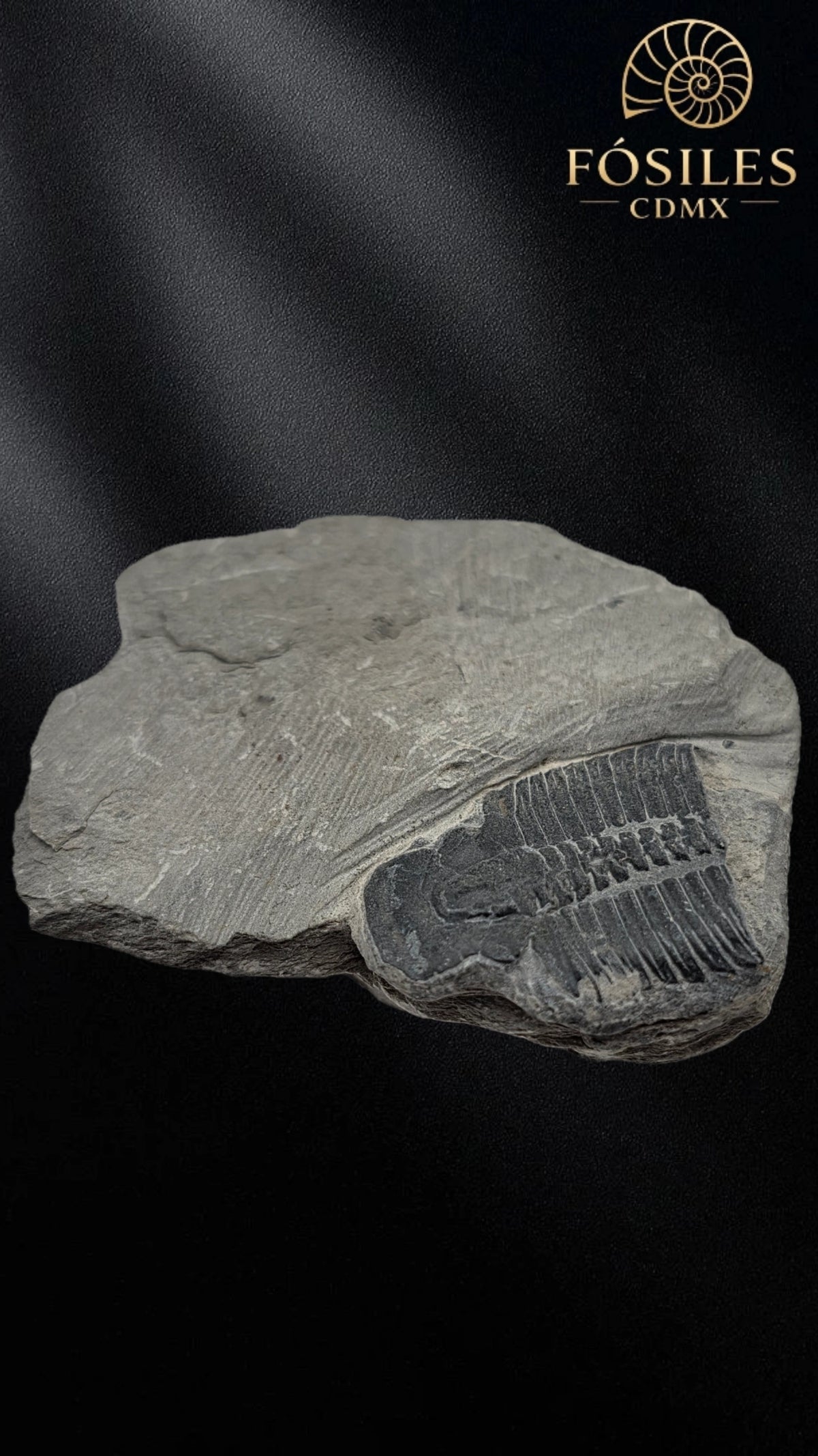 Trilobite elrathia kingii