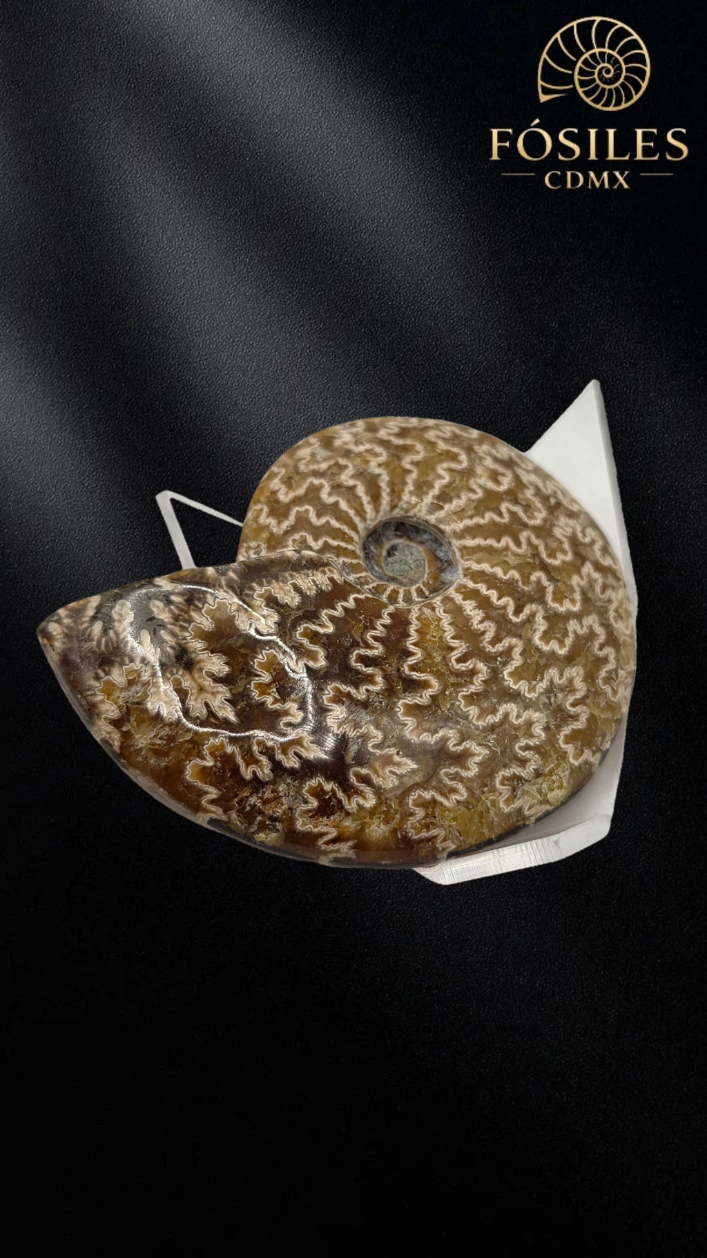Amonite cleoniceras -8cm