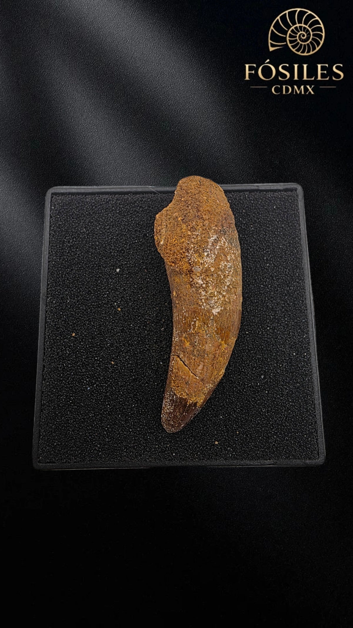 Diente alargado de super cocodrilo (sarcosuchus)