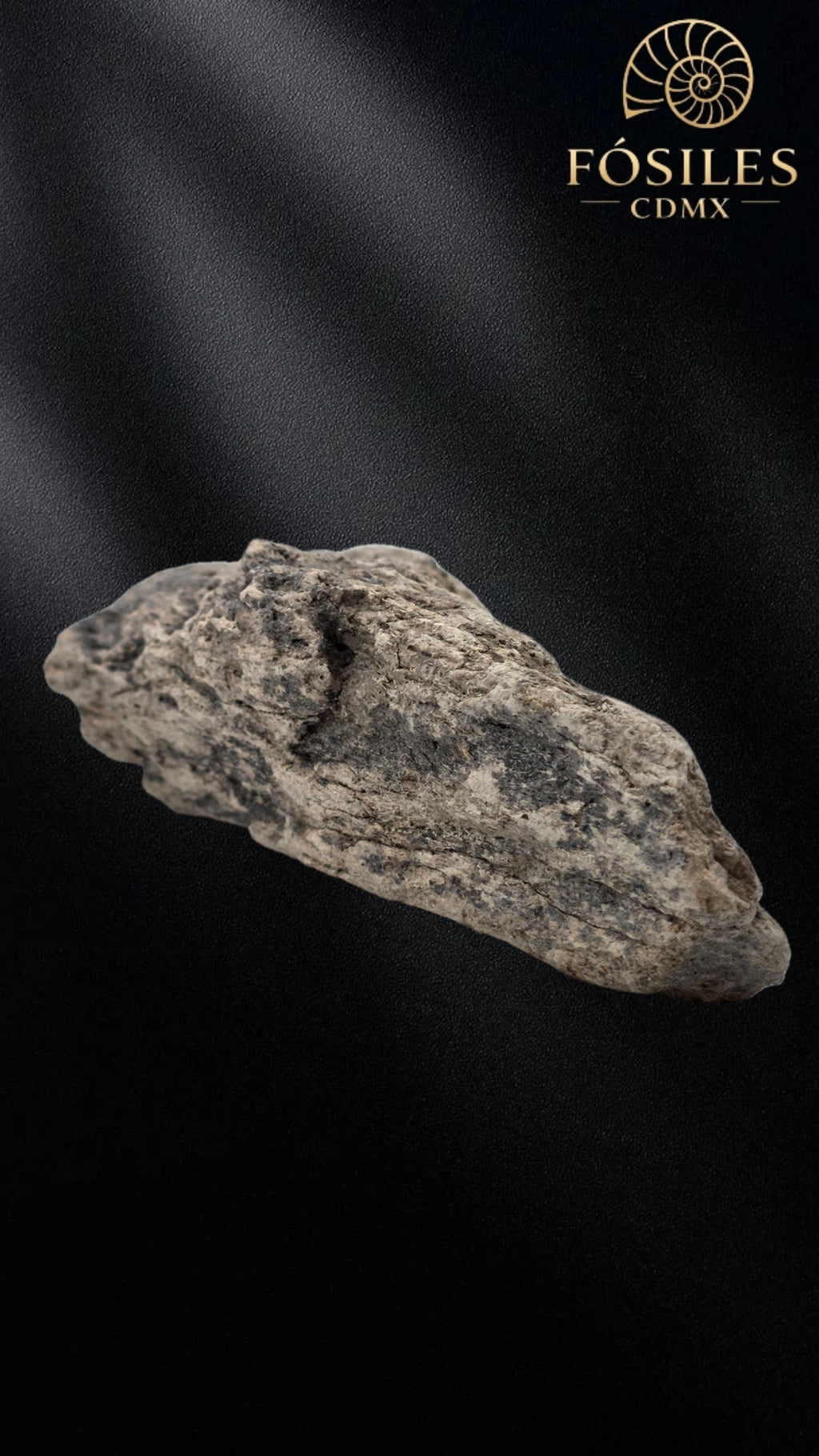 Fragmento de hueso de mamut #8