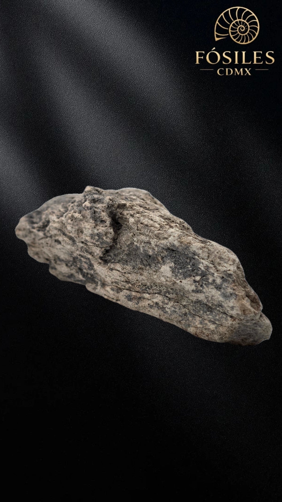 Fragmento de hueso de mamut #8