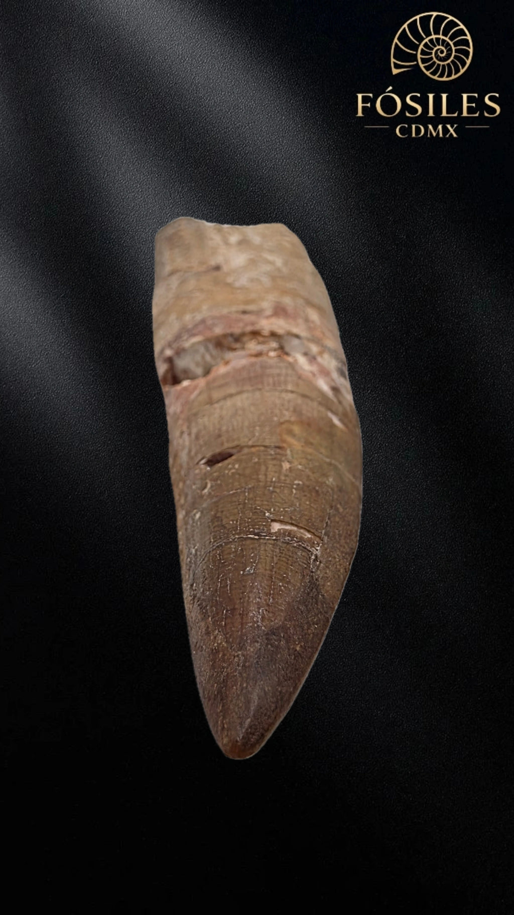 Diente grande de spinosaurus