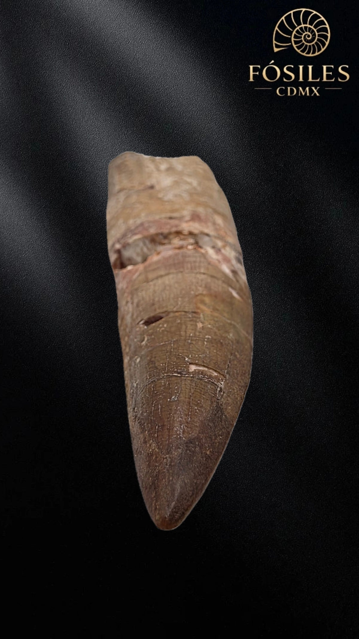 Diente grande de spinosaurus