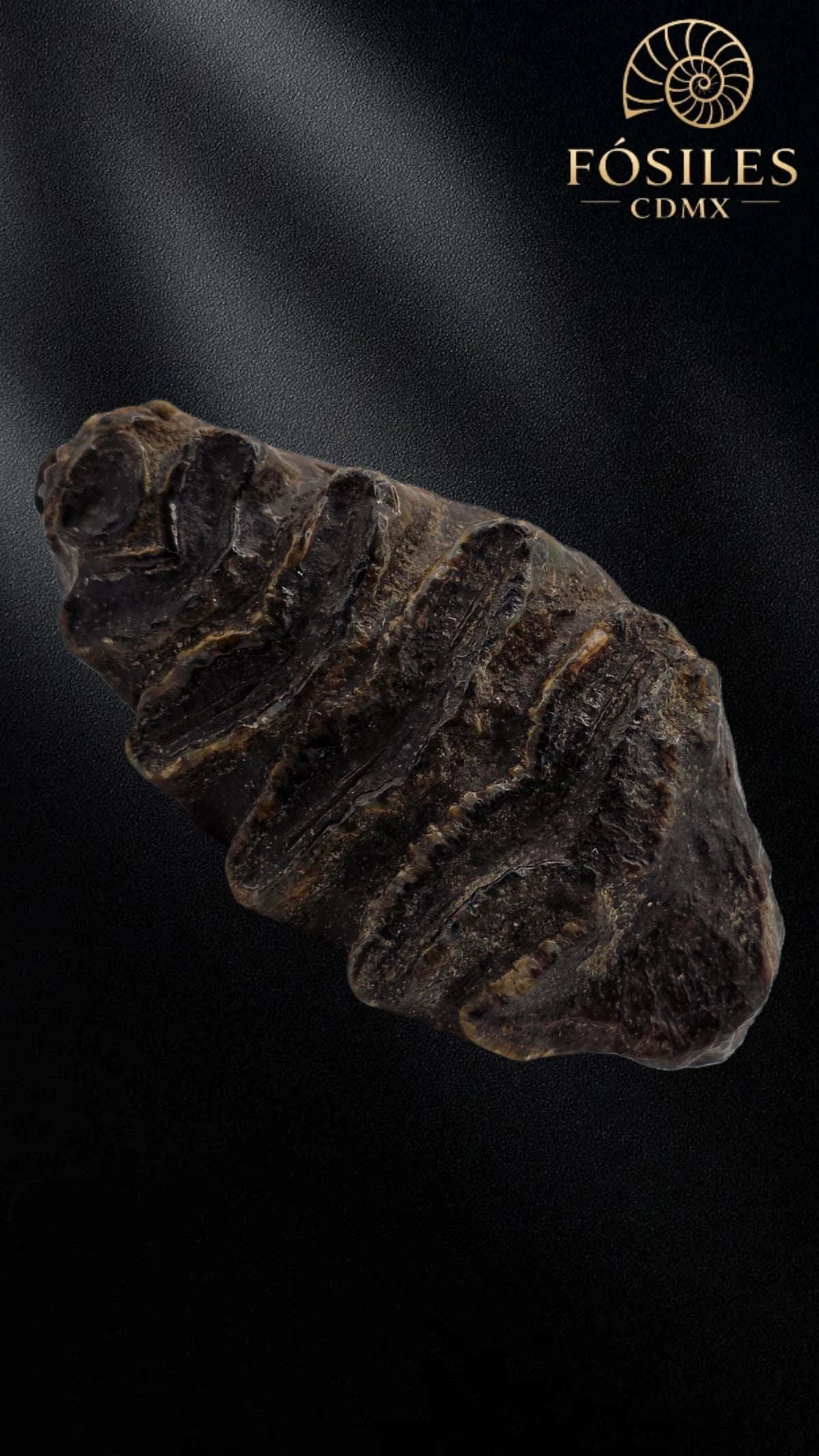 Molar de stegodon florensis