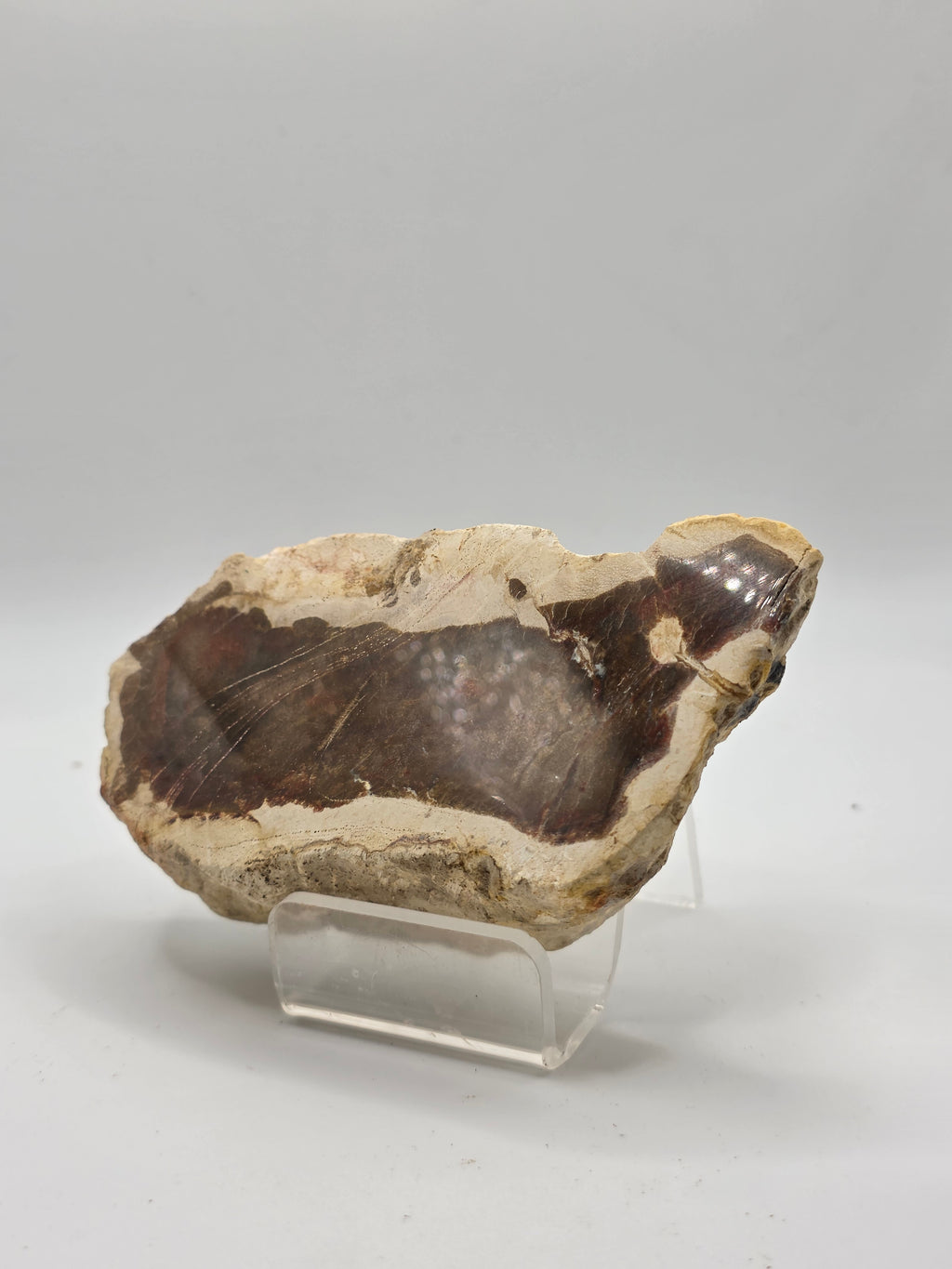 Madera petrificada de indonesia