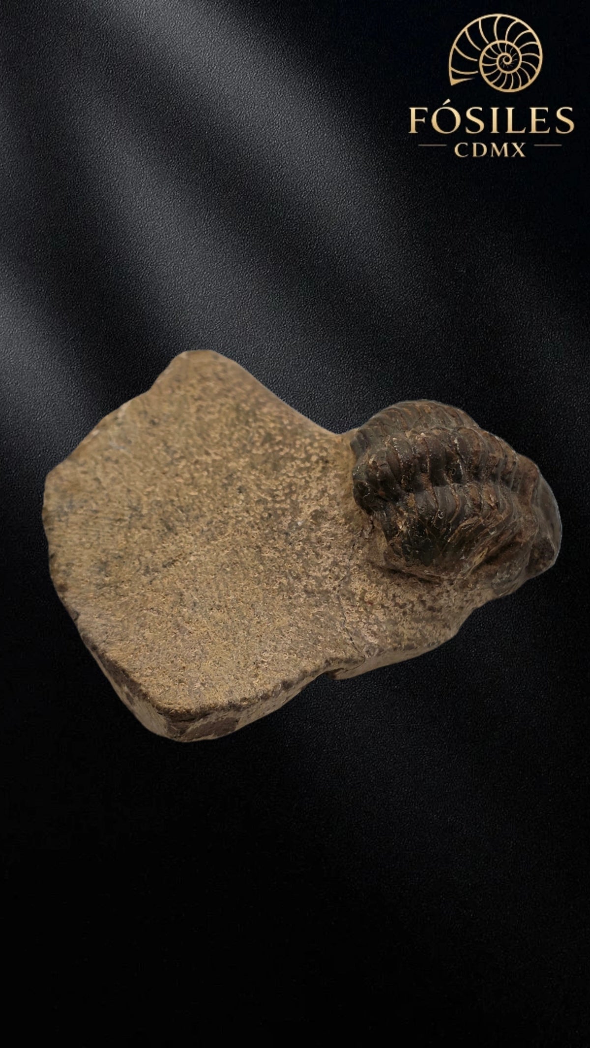Trilobite enrollado en matriz #5
