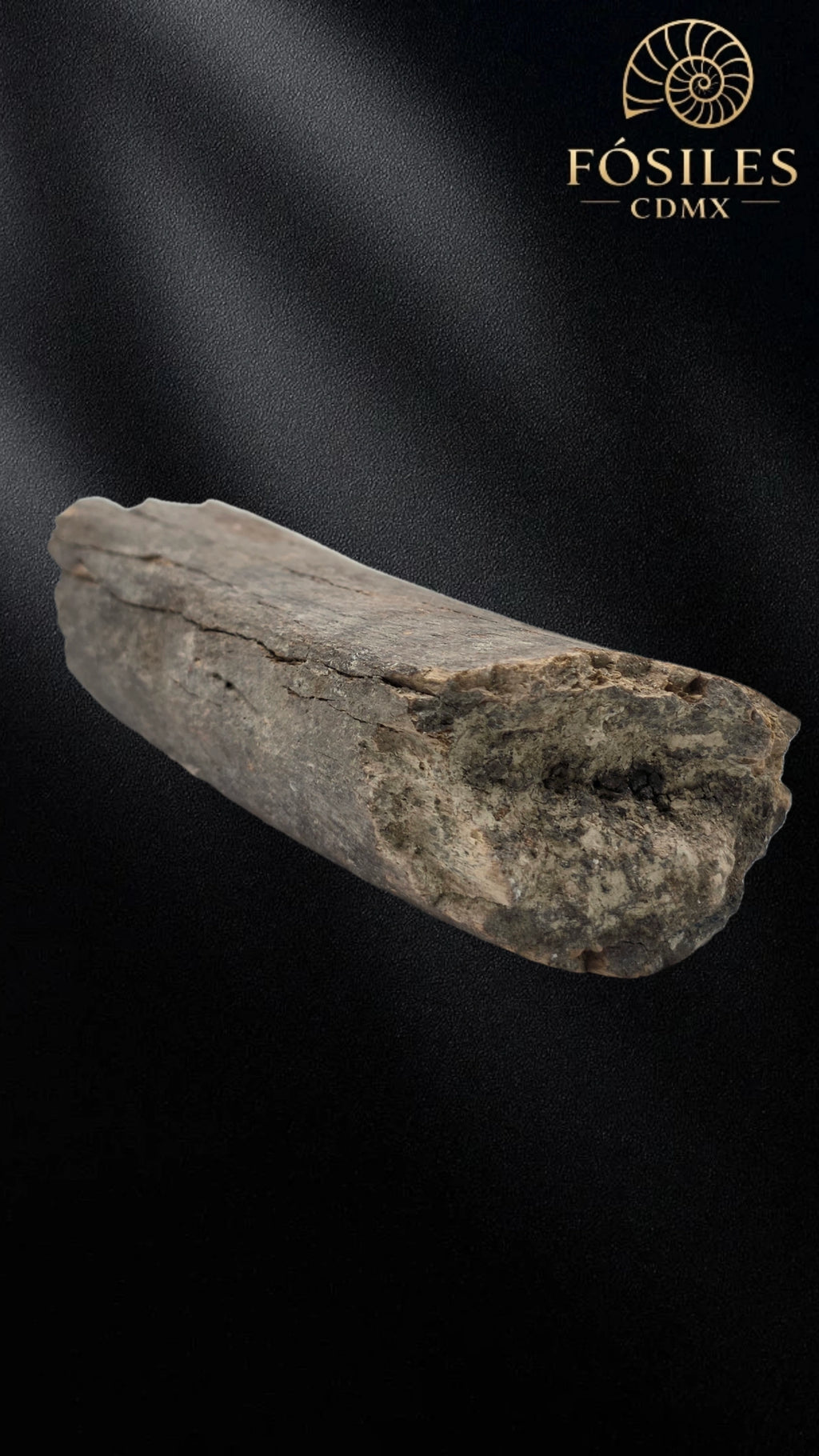 Fragmento de hueso de mamut #3