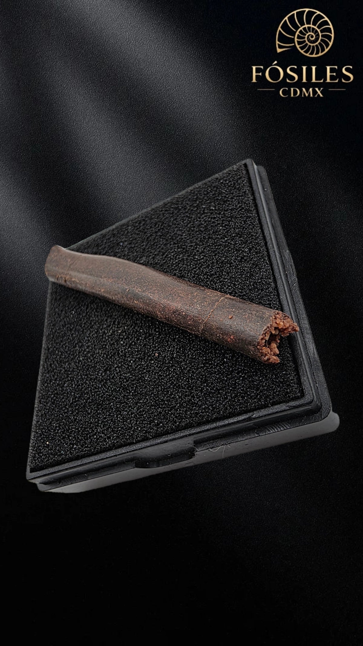 Hueso de ala de pterodactilo