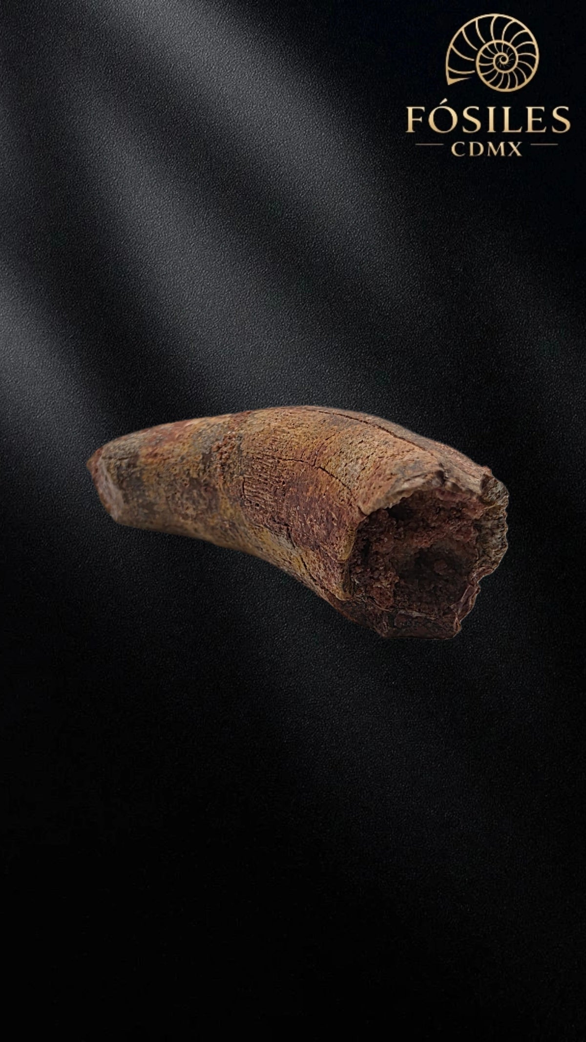 Diente grande de supercocodrilo (Sarcosuchus)