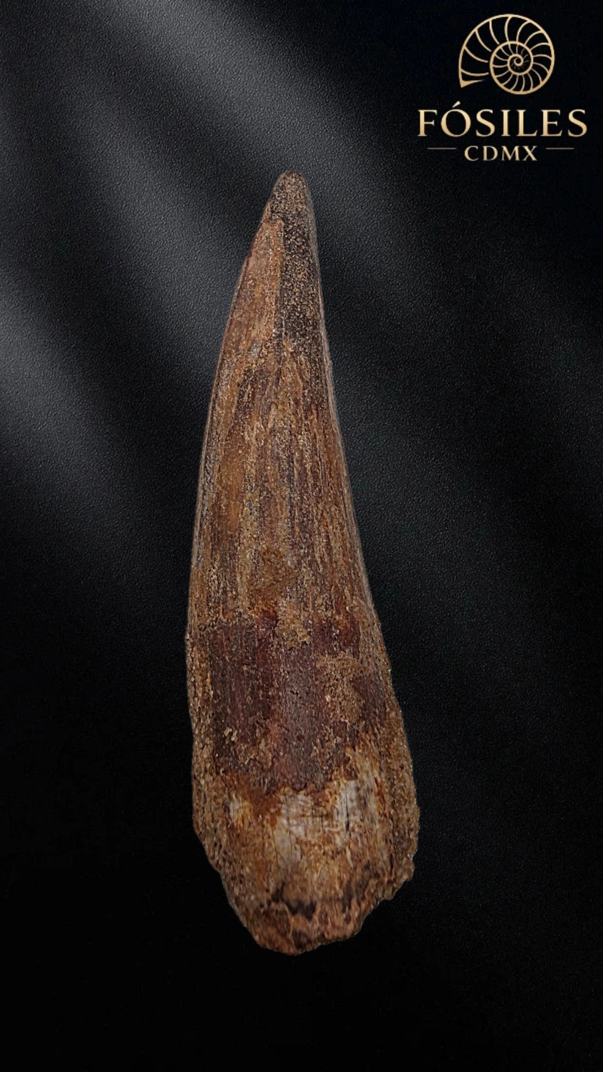 Diente grande de spinosaurus