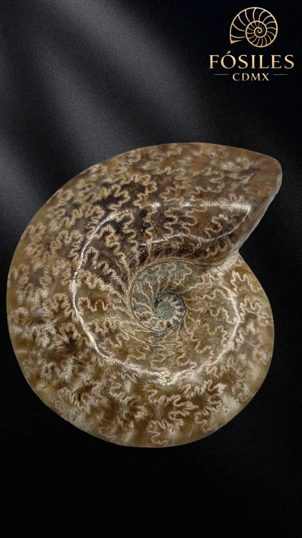 Amonite cleoniceras -8cm #2