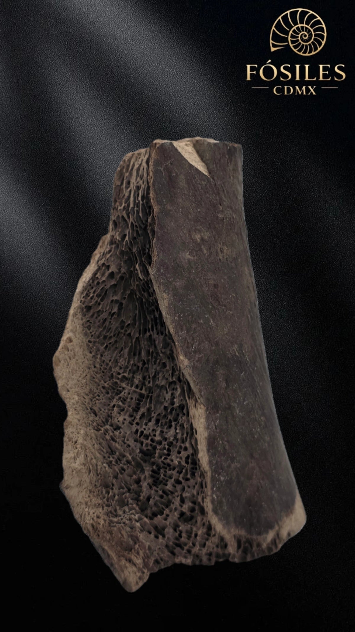 Fragmento de hueso de mamut #4