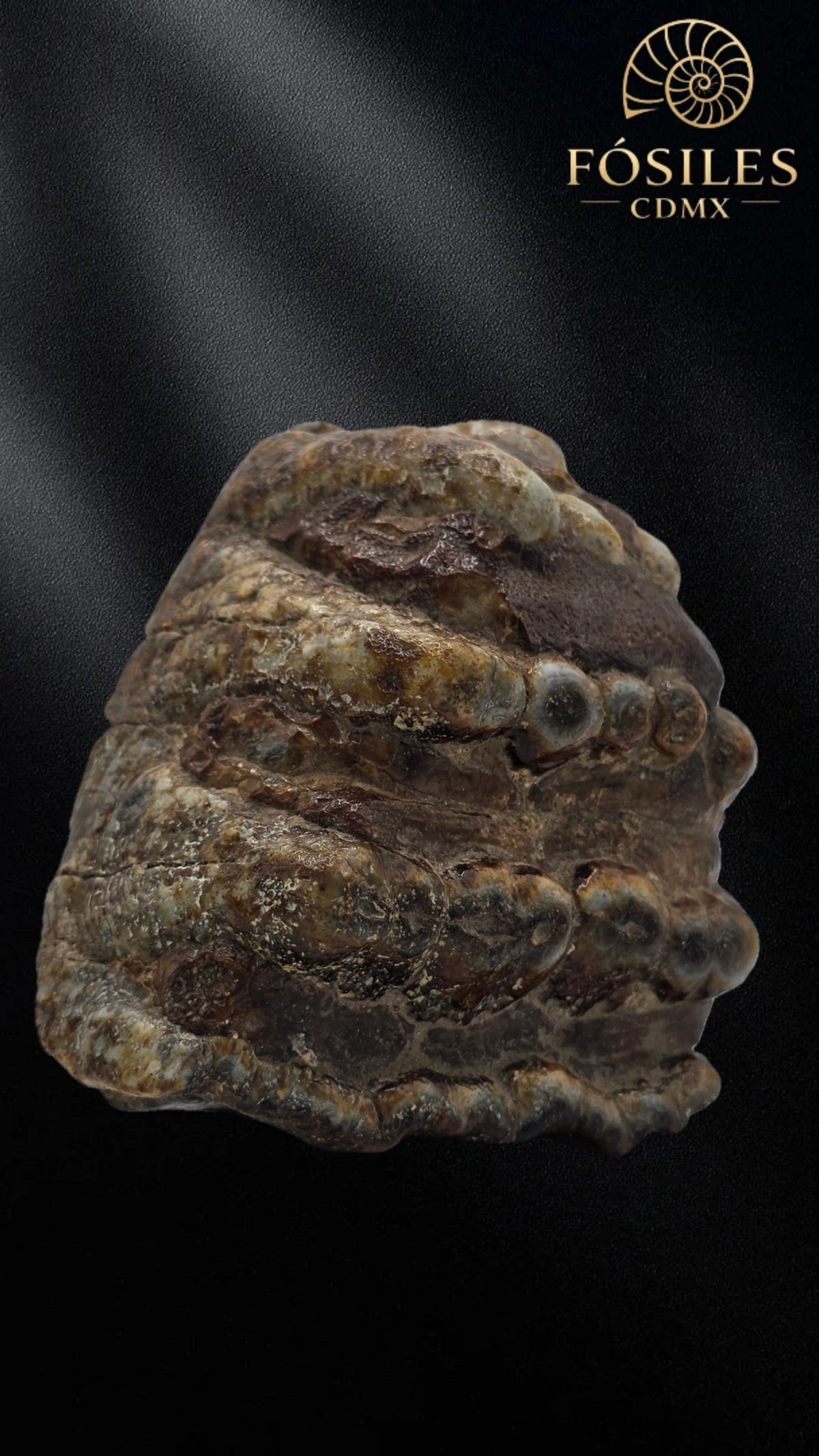 Molar de stegodon florencis