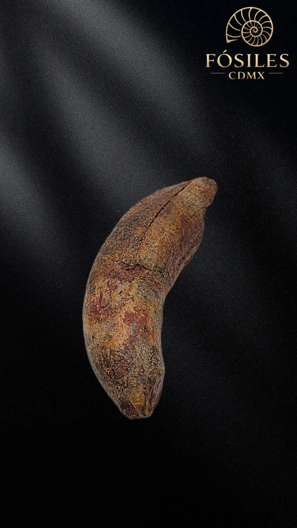 Diente grande de supercocodrilo (Sarcosuchus)