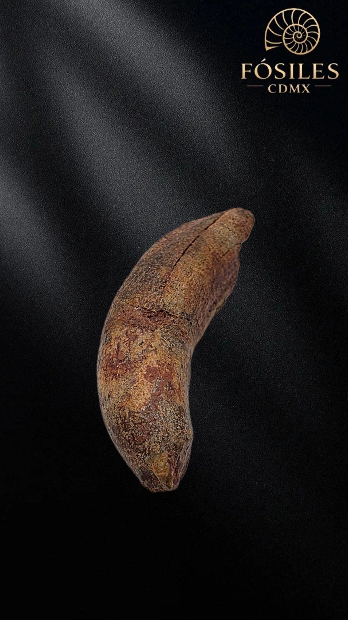 Diente grande de supercocodrilo (Sarcosuchus)