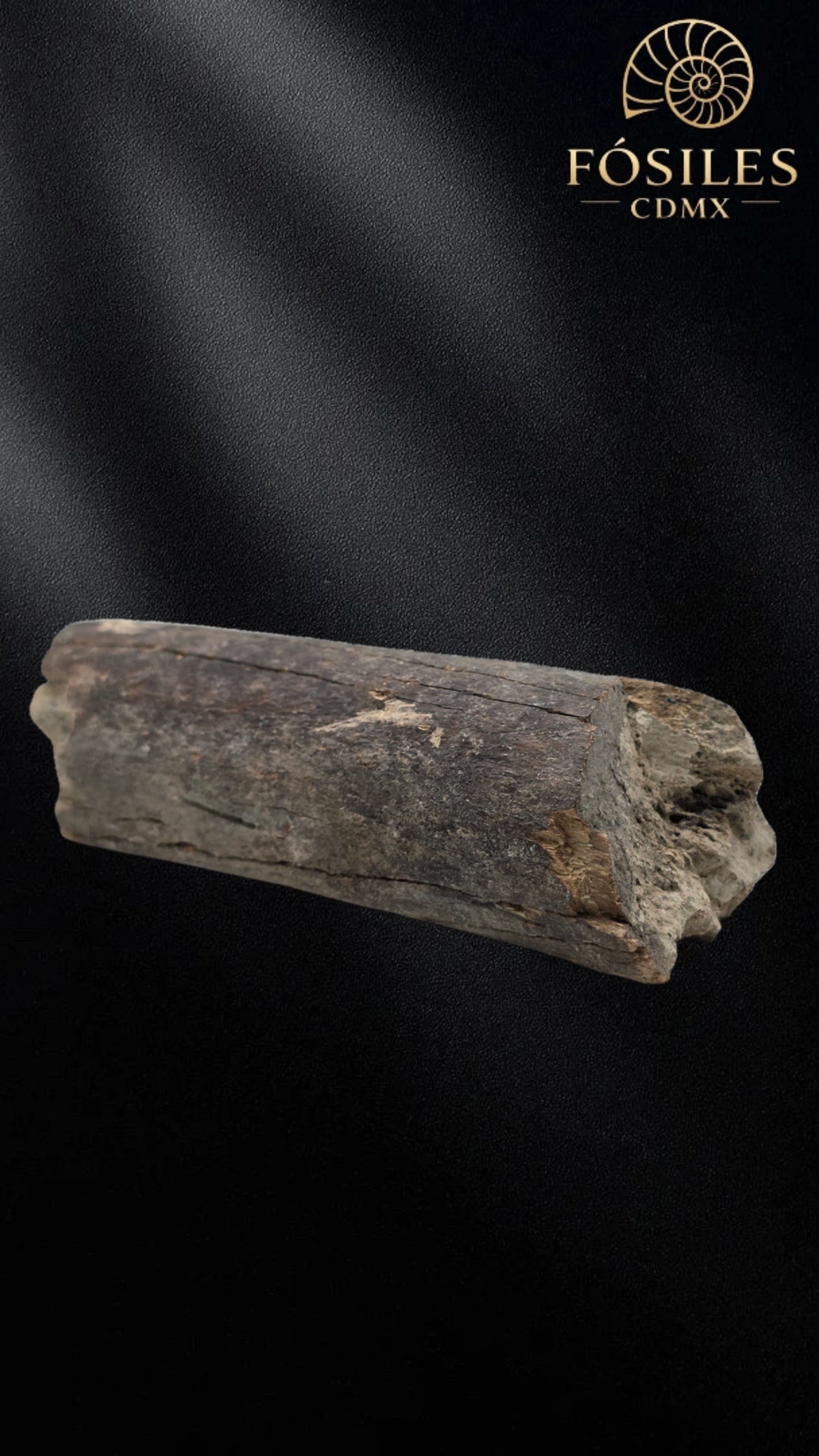 Fragmento de hueso de mamut #3