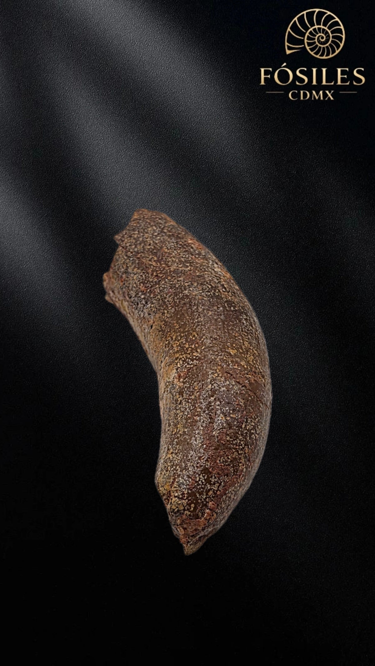 Diente grande de supercocodrilo (Sarcosuchus)