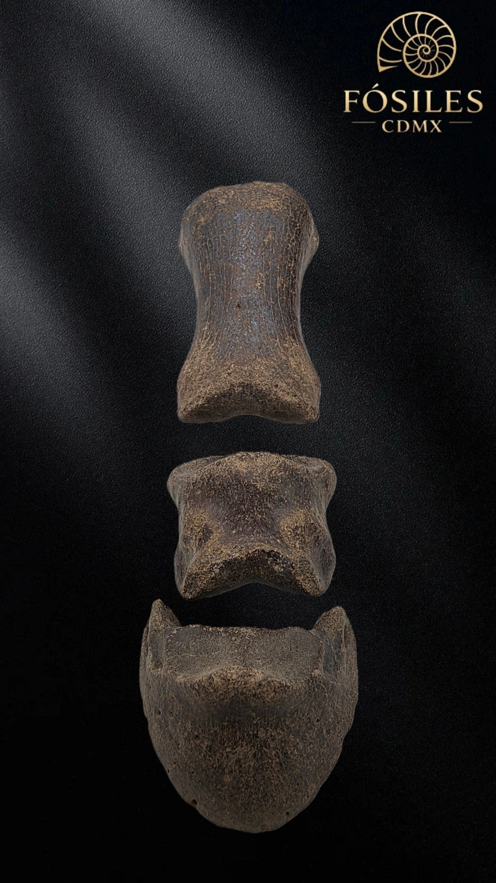 Pata de caballo enano americano
