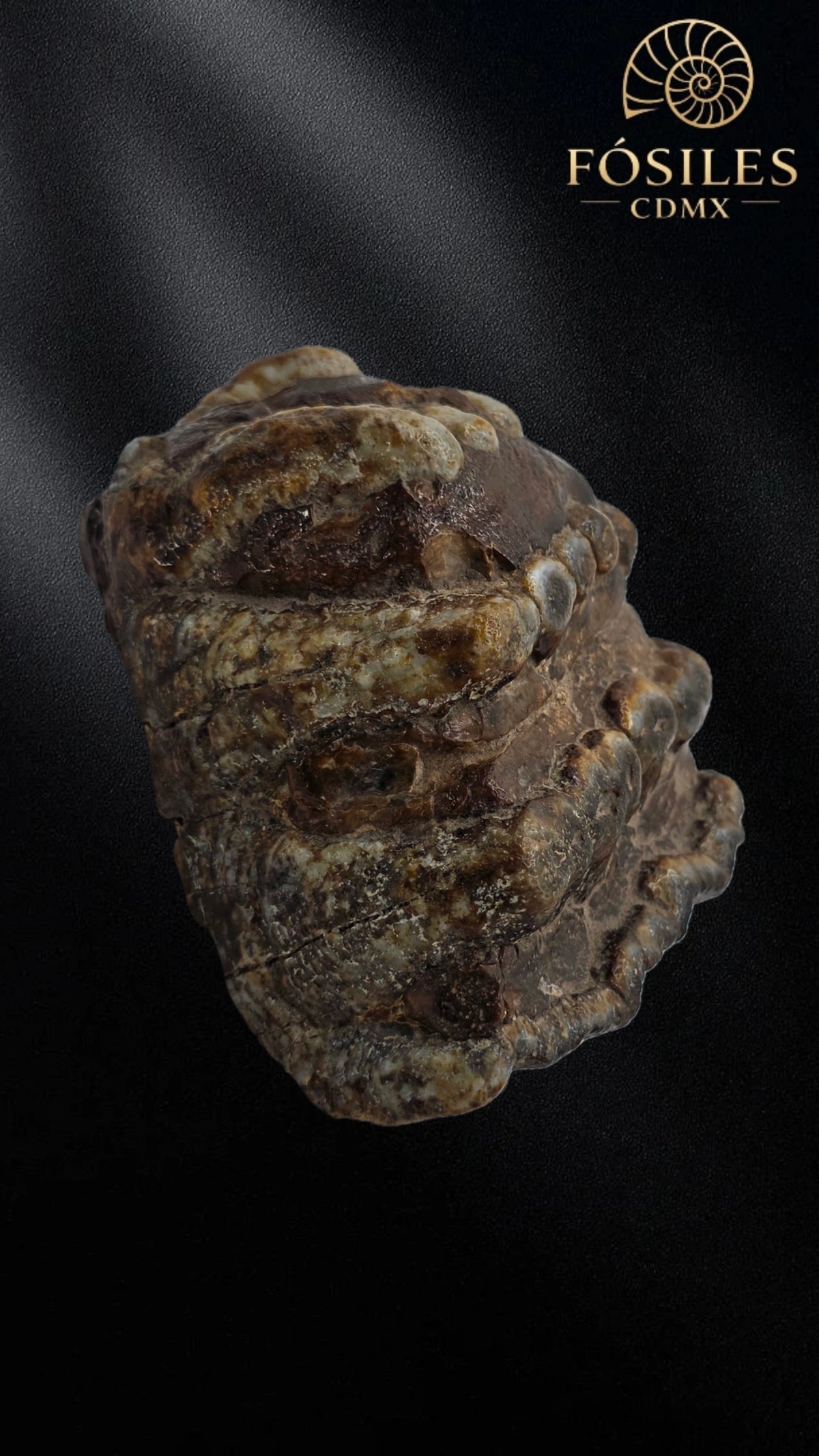 Molar de stegodon florencis