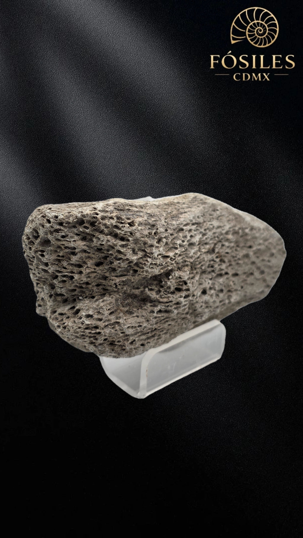 Fragmento de hueso de mamut #12