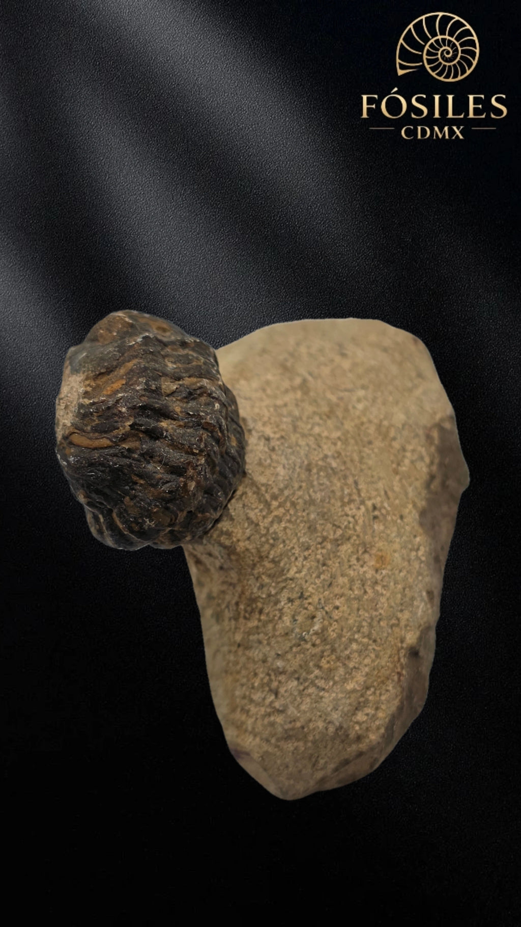 Trilobite enrollado en matriz #2