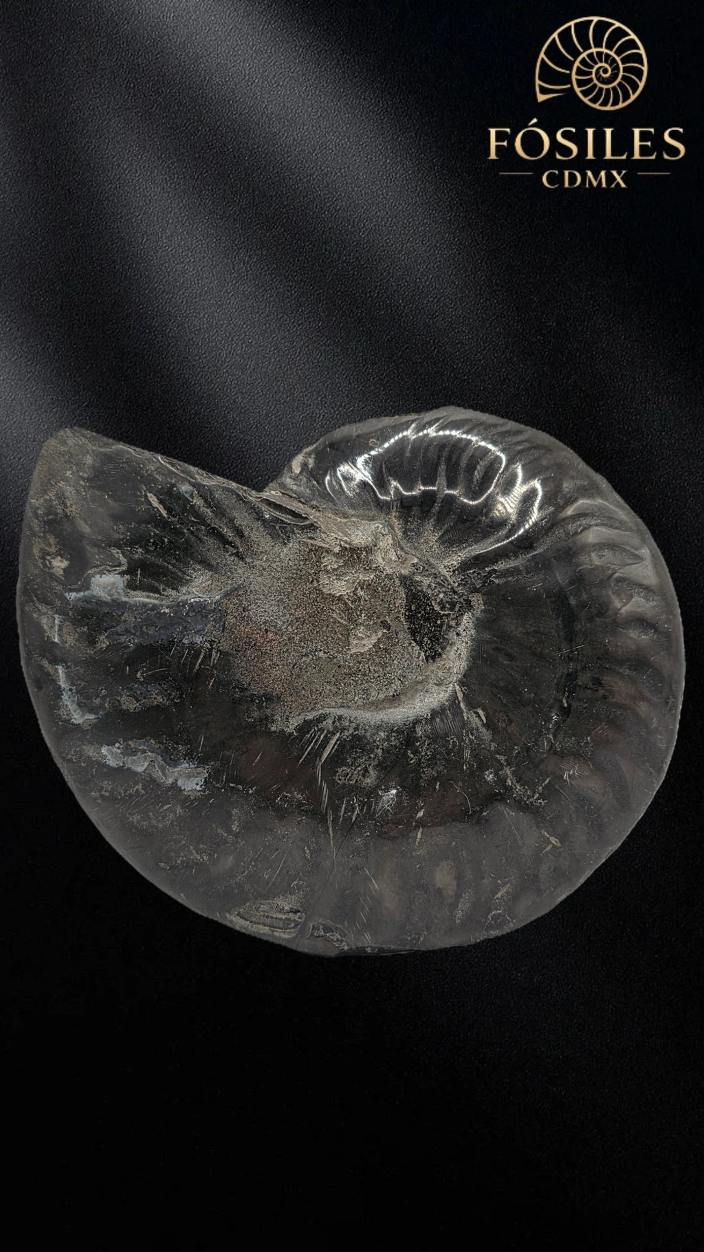 Amonite cleoniceras negro -15cm