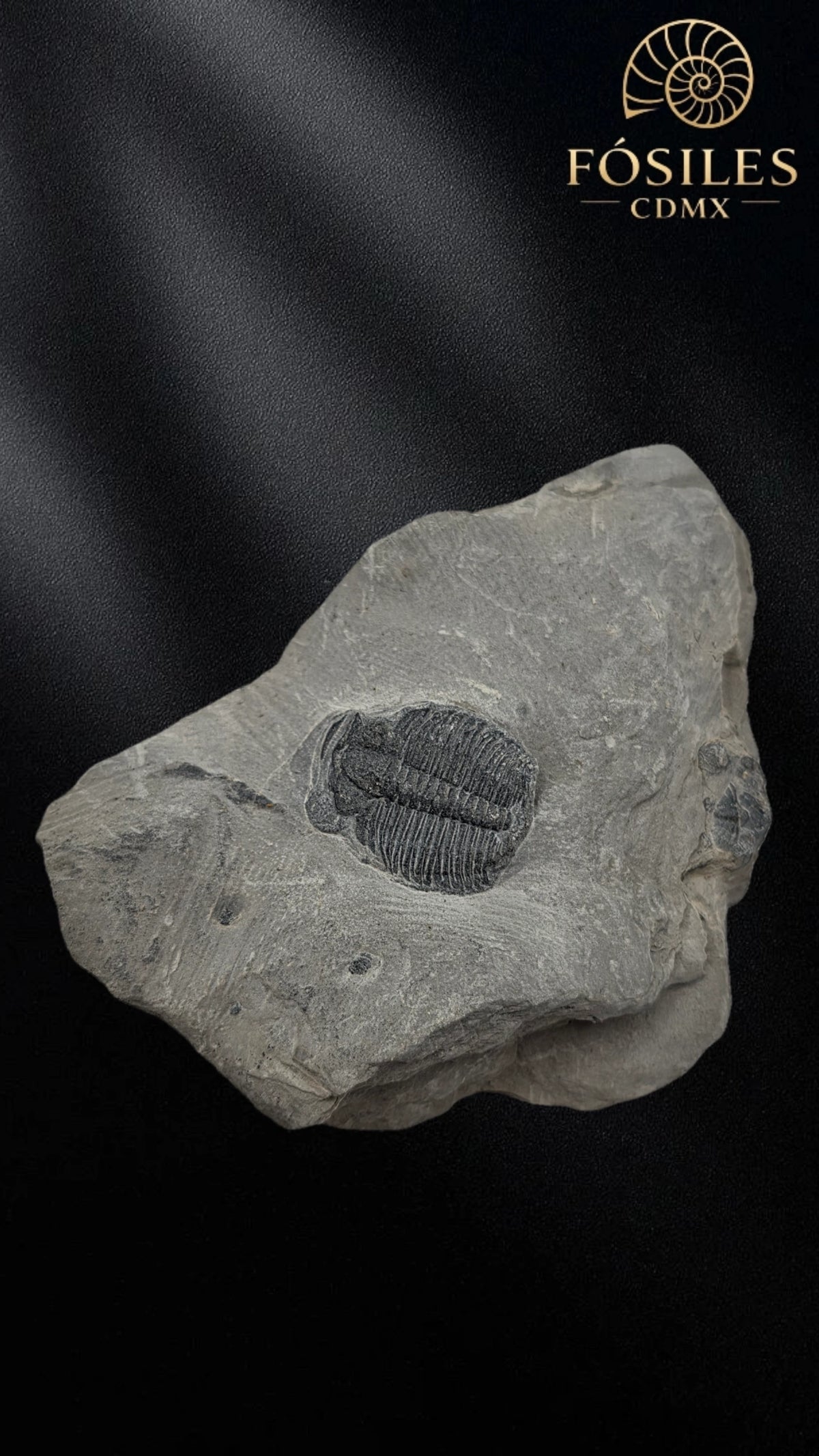 Trilobite elrathia kingii #5