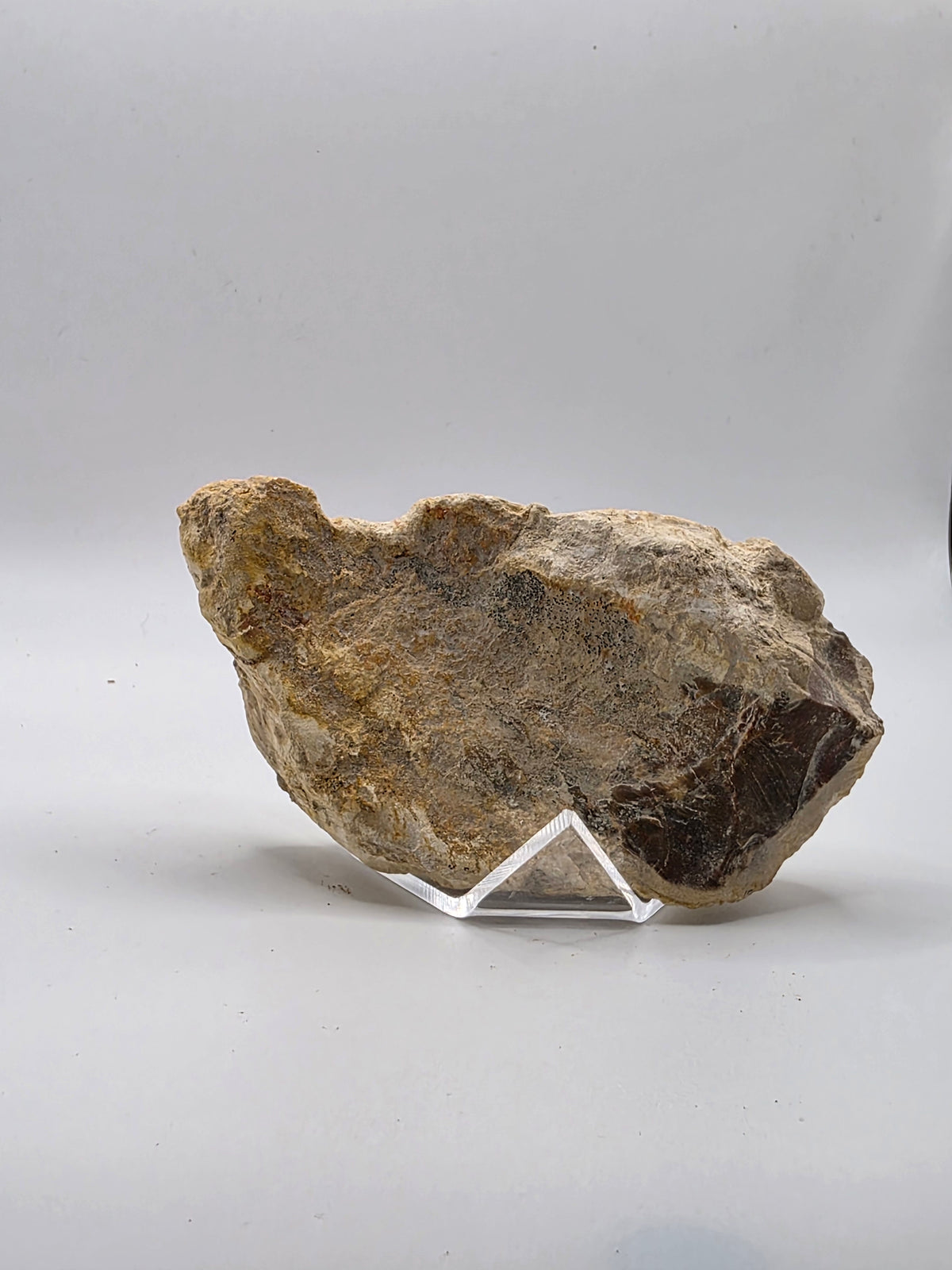 Madera petrificada de indonesia