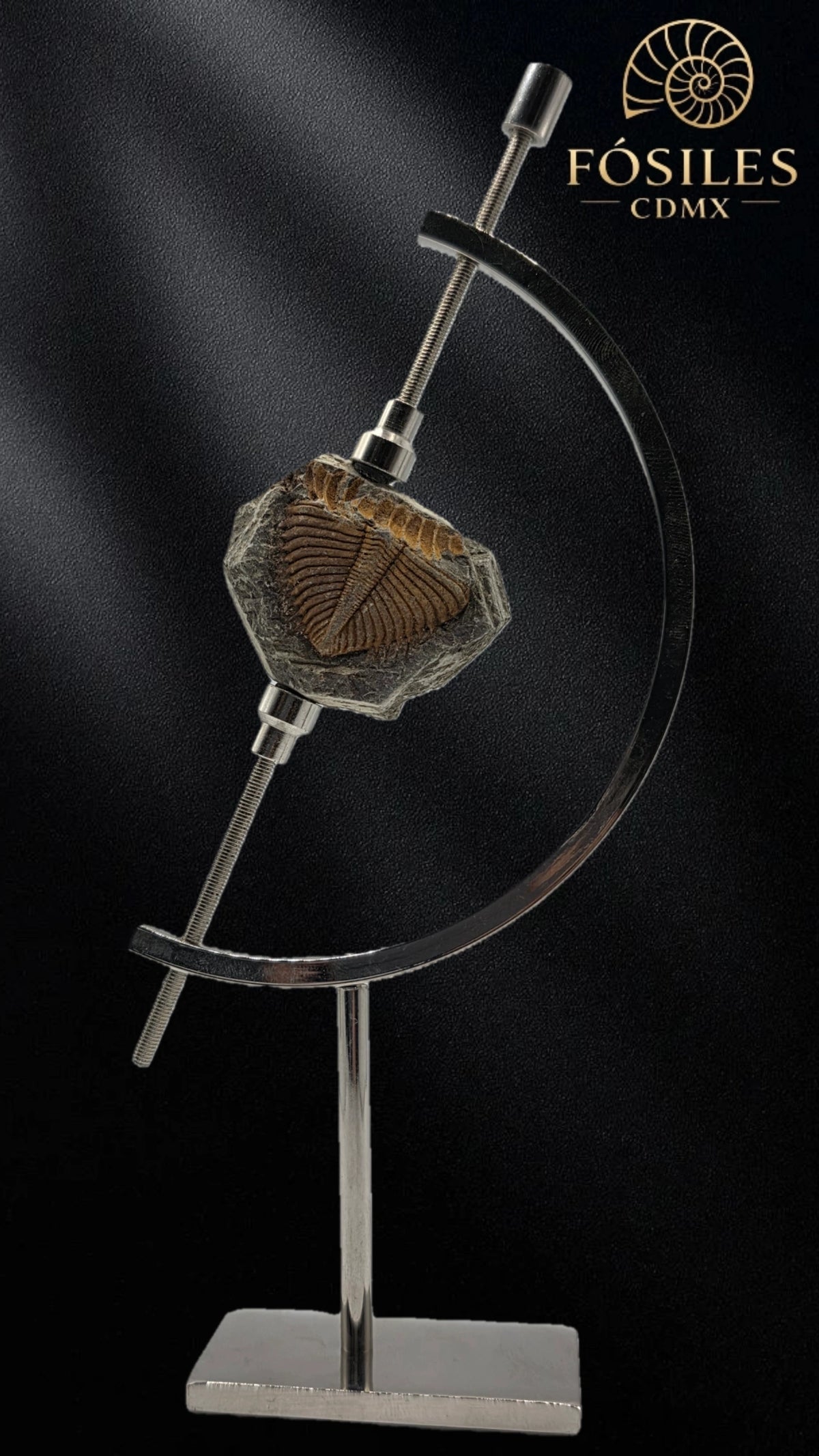 Trilobite coronocephalus #5