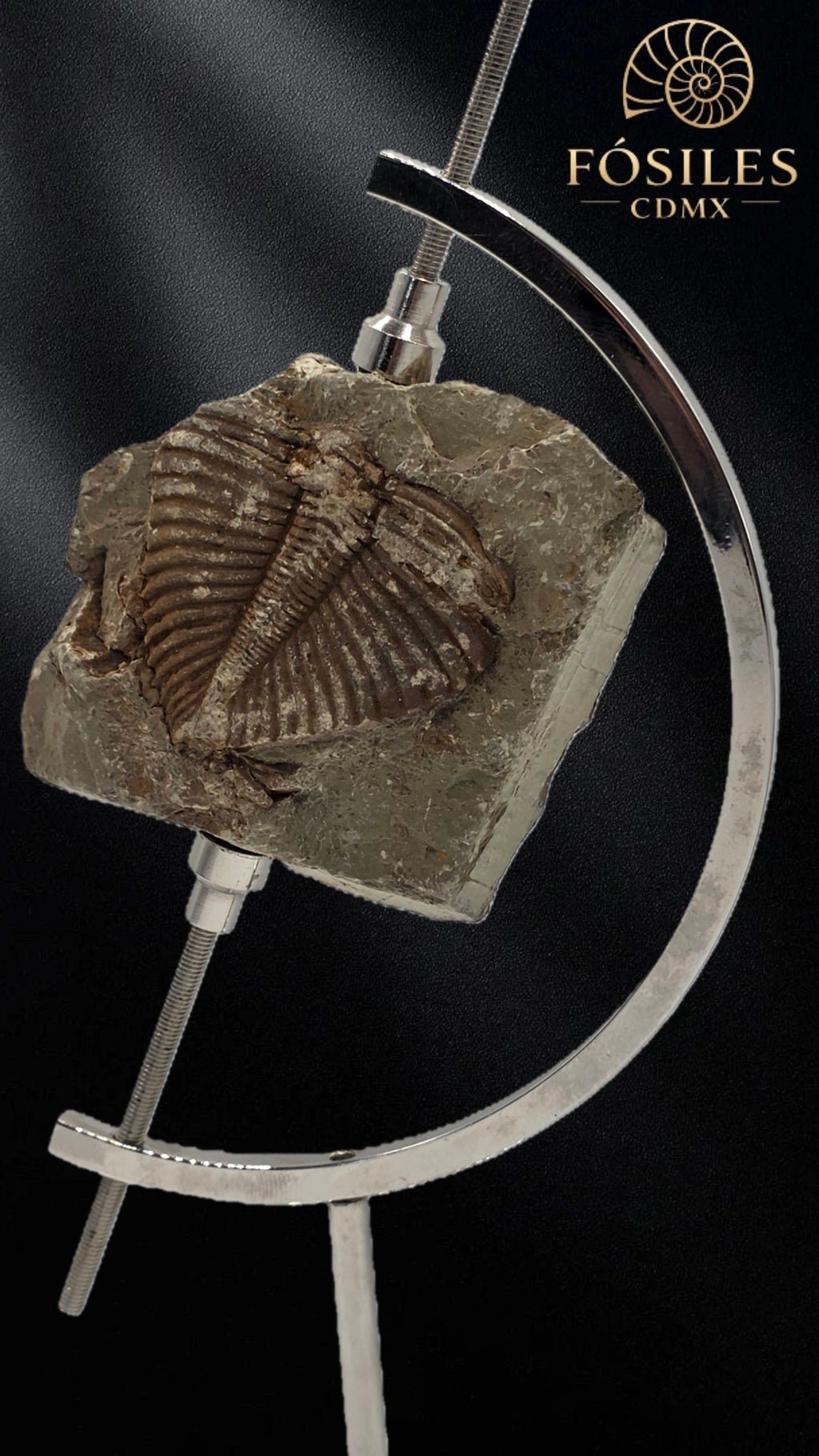 Trilobite coronocephalus #2