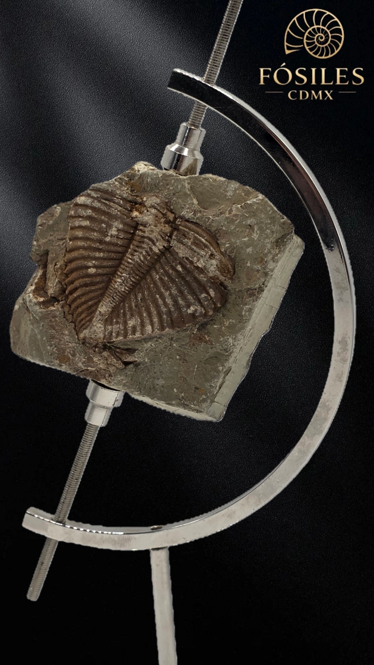 Trilobite coronocephalus #2