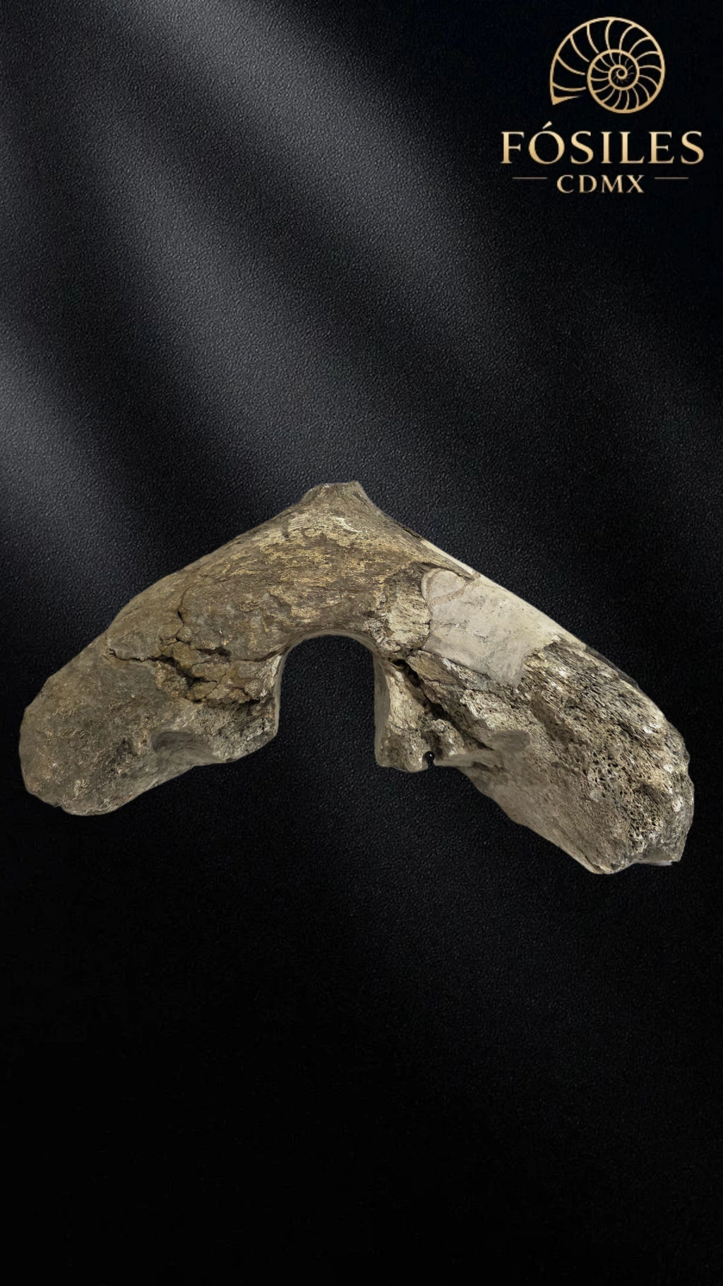 Mandibula de mamut
