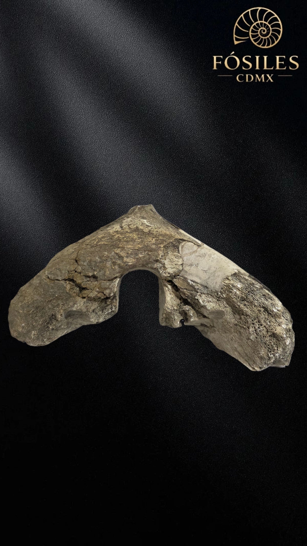 Mandibula de mamut